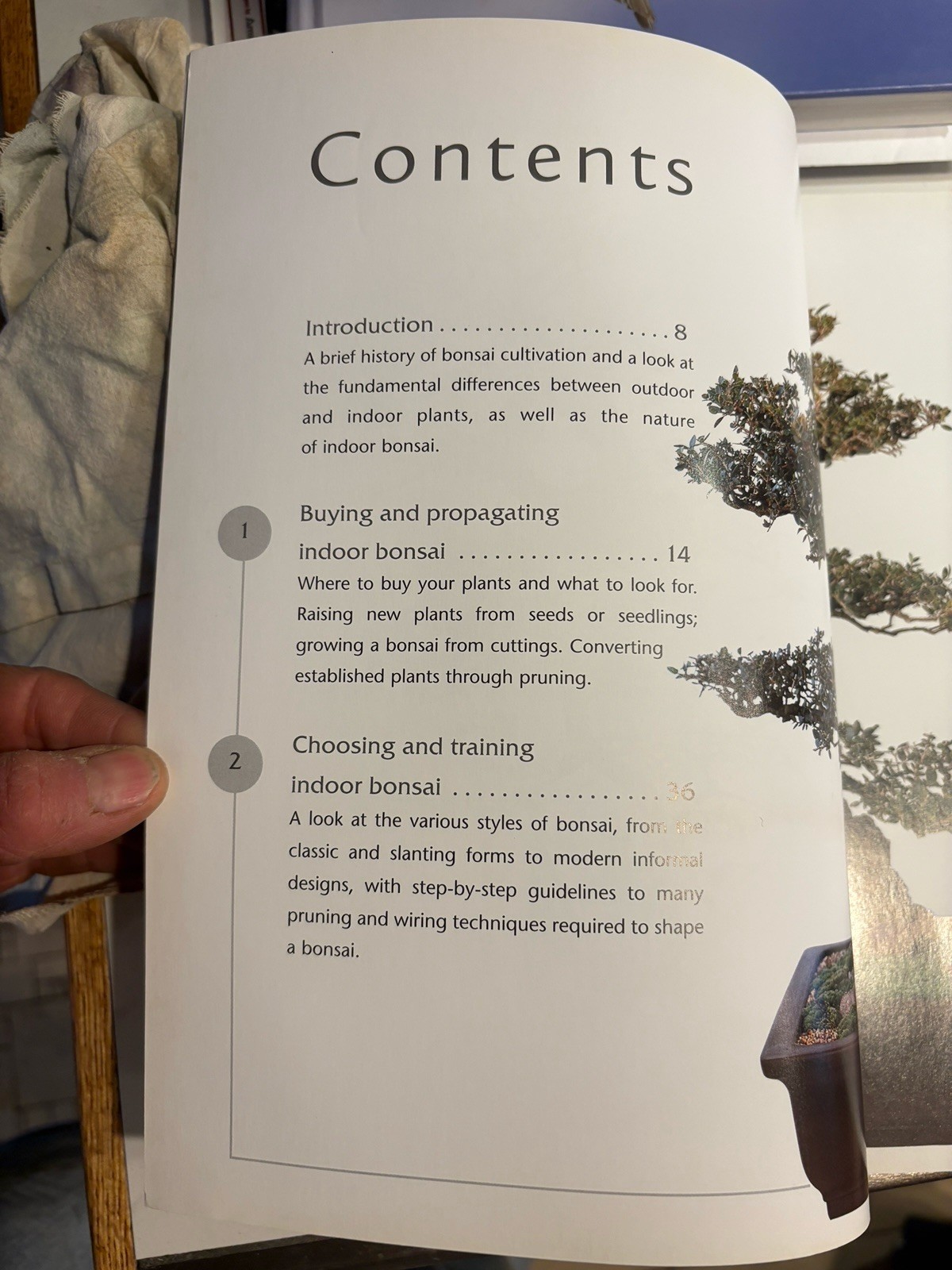 Successful Bonsai, By David Squire