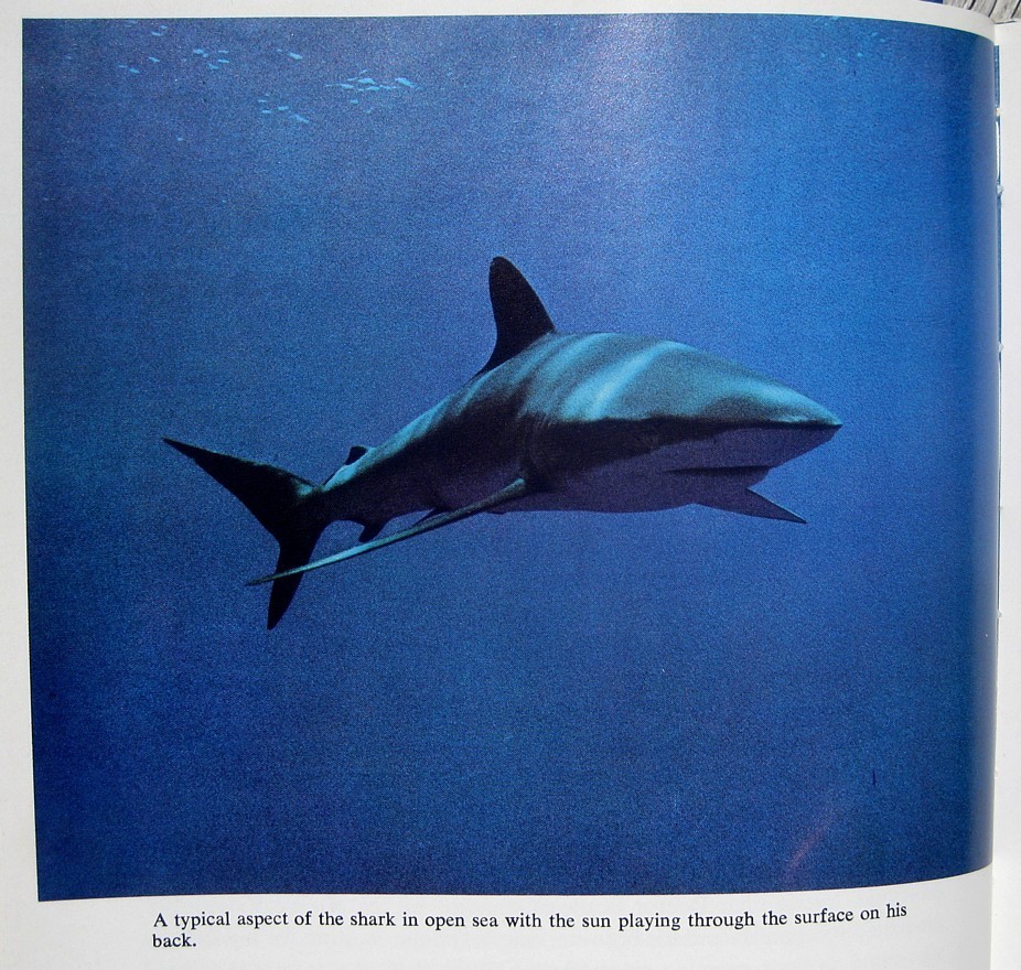 1970 SHARKS Personally Signed by JACQUES COUSTEAU & PHILIPPE COUSTEAU Ocean JAWS