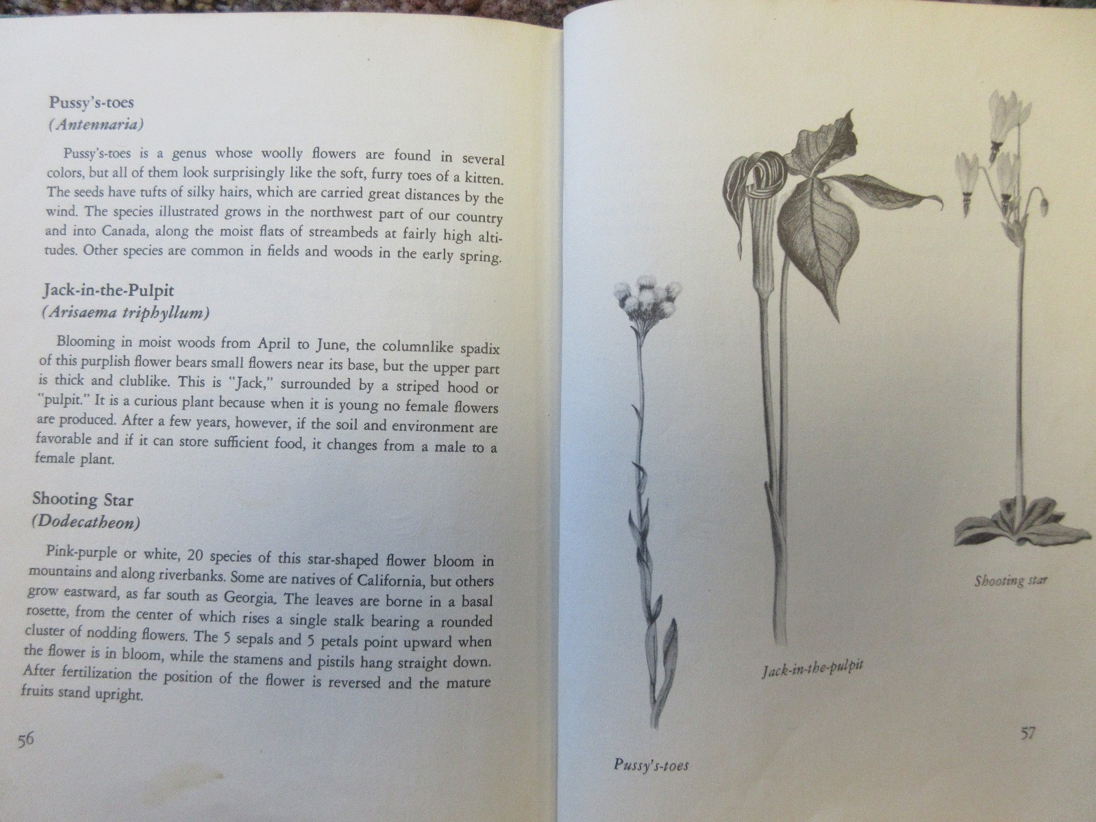 The First Book of Wild Flowers (1961) by Betty Cavanna Pictures Page Cary HC