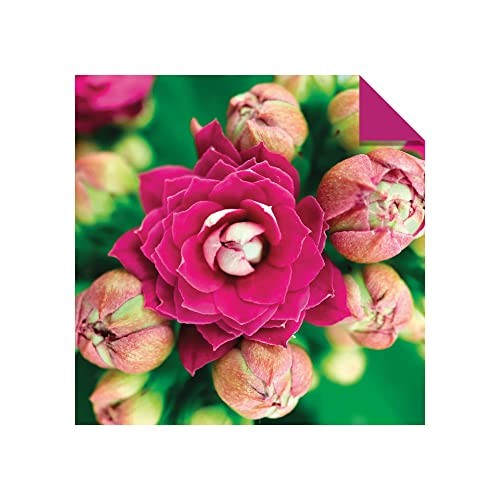 Origami Paper 500 sheets Succulents 6″ (15 cm): Tuttle Origami Paper: Double-Sid