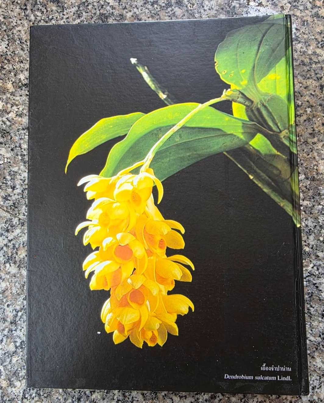 Hardcover book featuring all ” Thai orchids. ” ( Hardcover)