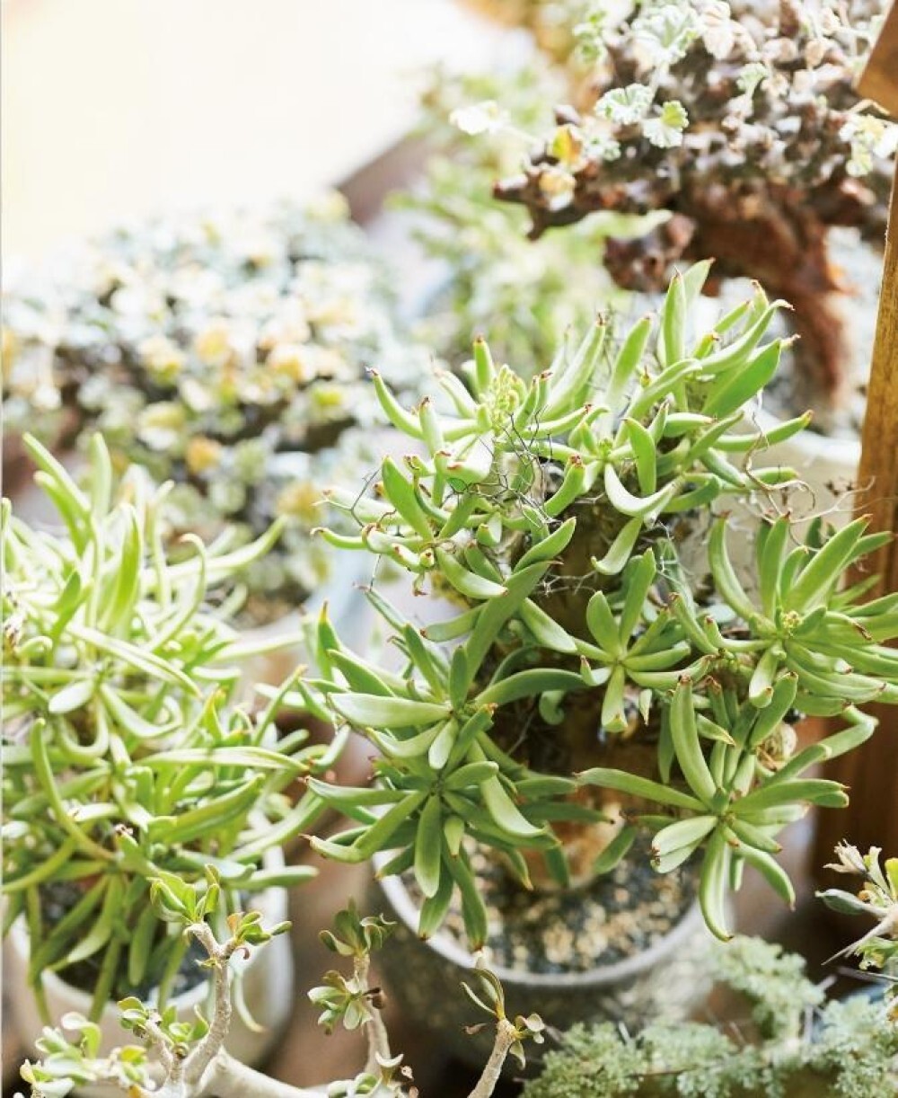 Succulents & Codex Japanese GuideBook Gracilis Pachybus Comiphora Horidas Kurooh