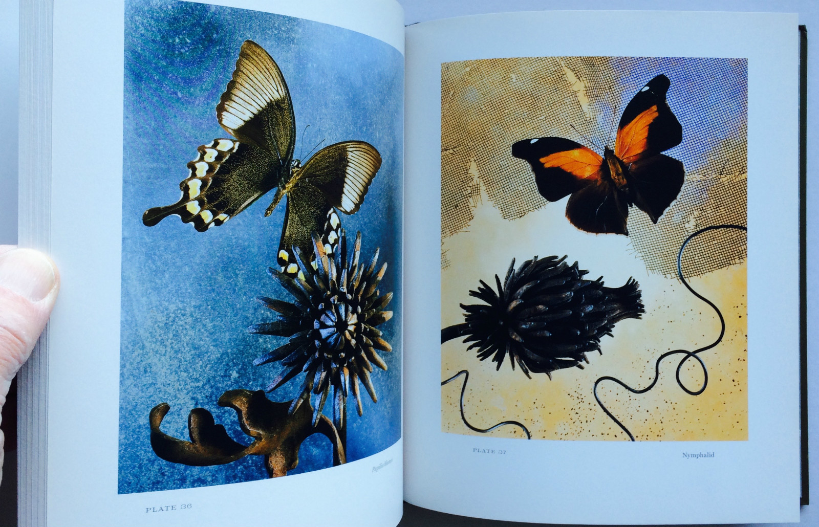 2008 THEATER of INSECTS Jo Whaley hb/128pp/ART – BUTTERFLIES – INSECTS – UNIQUE