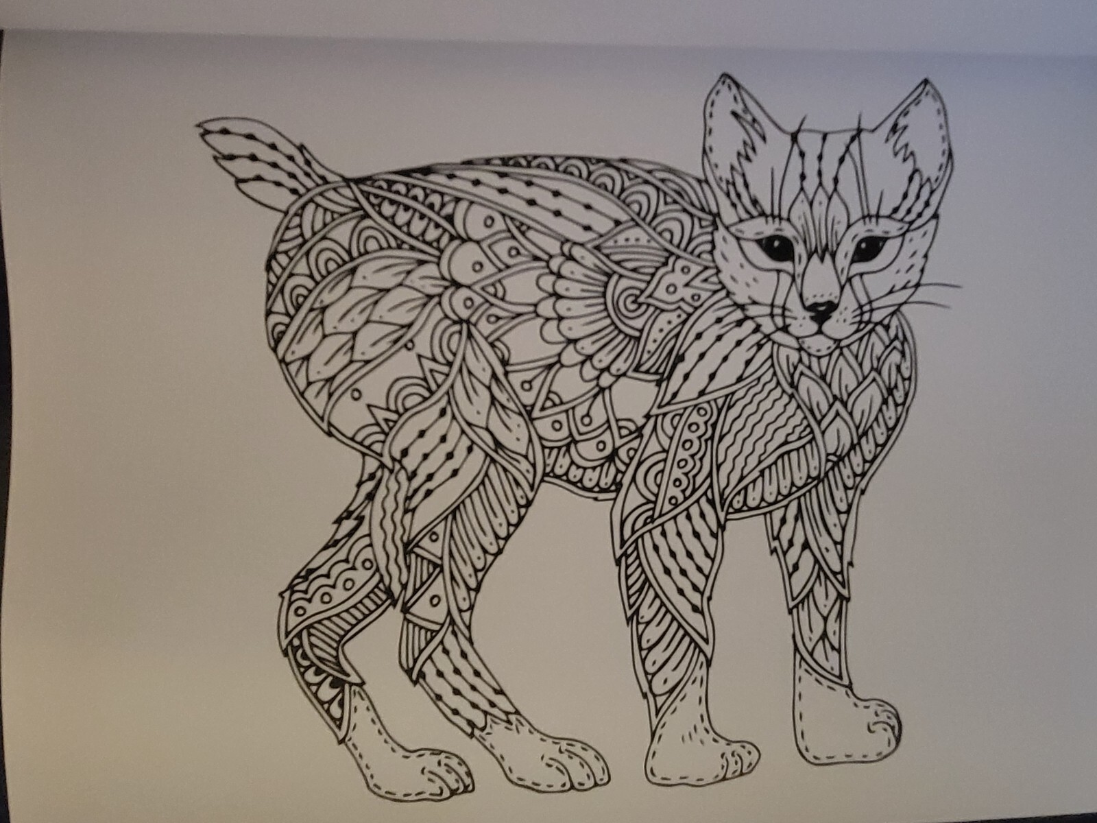COLORS OF THE WILD Vol. 19 Adult Coloring Book With 47 Prints Ready To Frame!