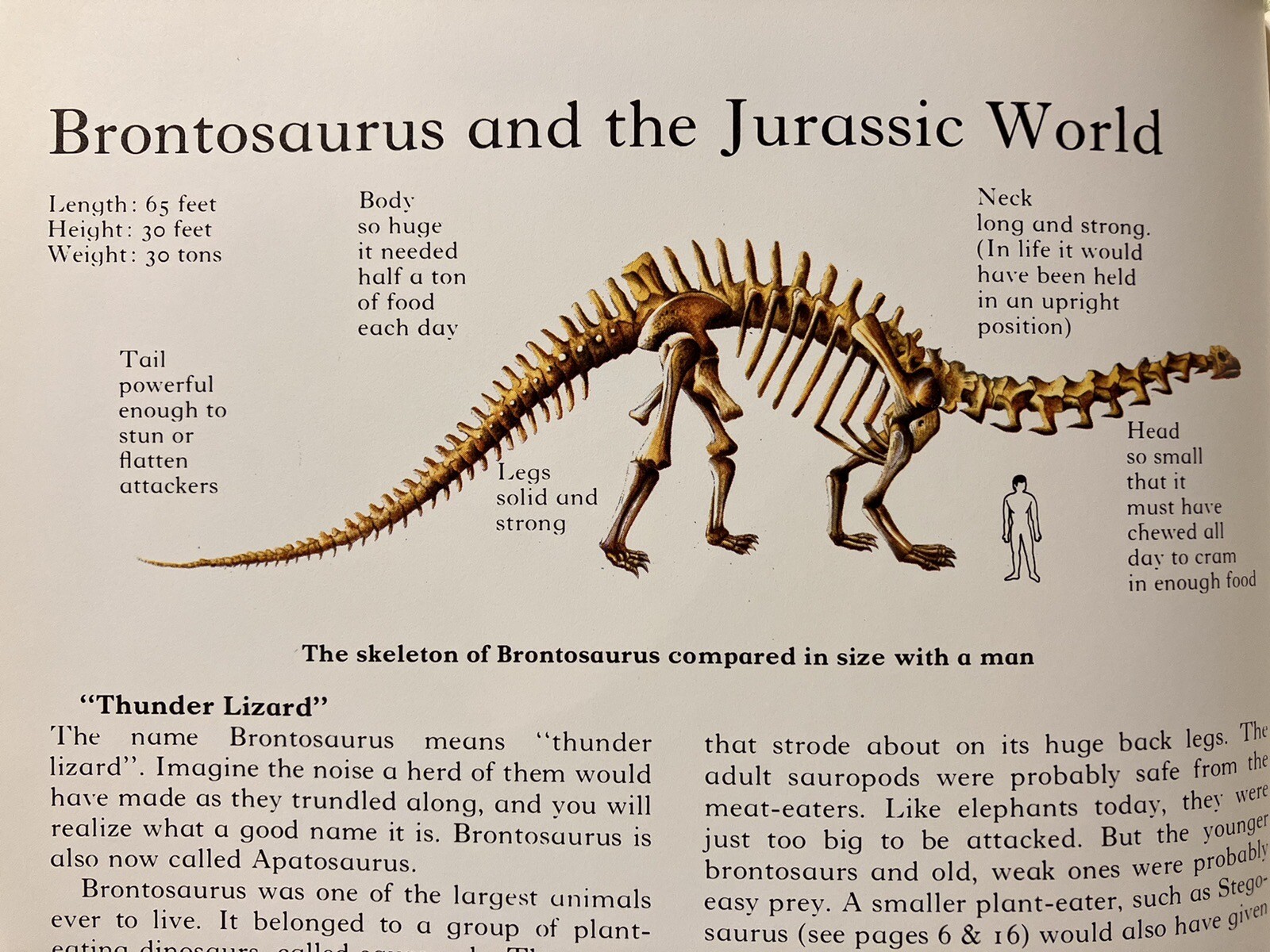 Lot Vintage Dinosaur Library Books Set Of 10 HC Rourke Publishing 80s Hardback
