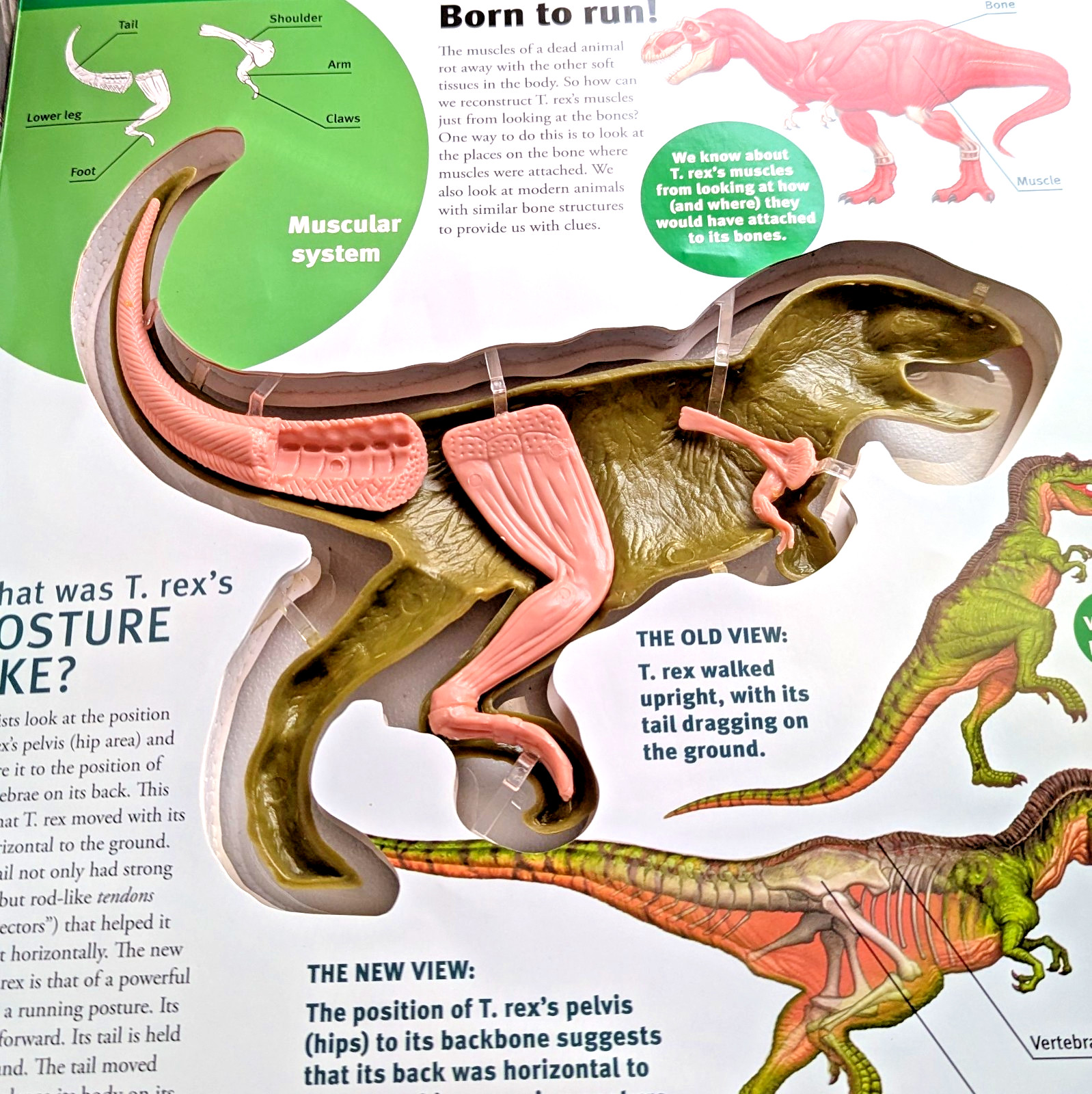 Explore A T.Rex Inside and Out By Dennis Schatz with 3-D Model Tyrannosaurus Rex