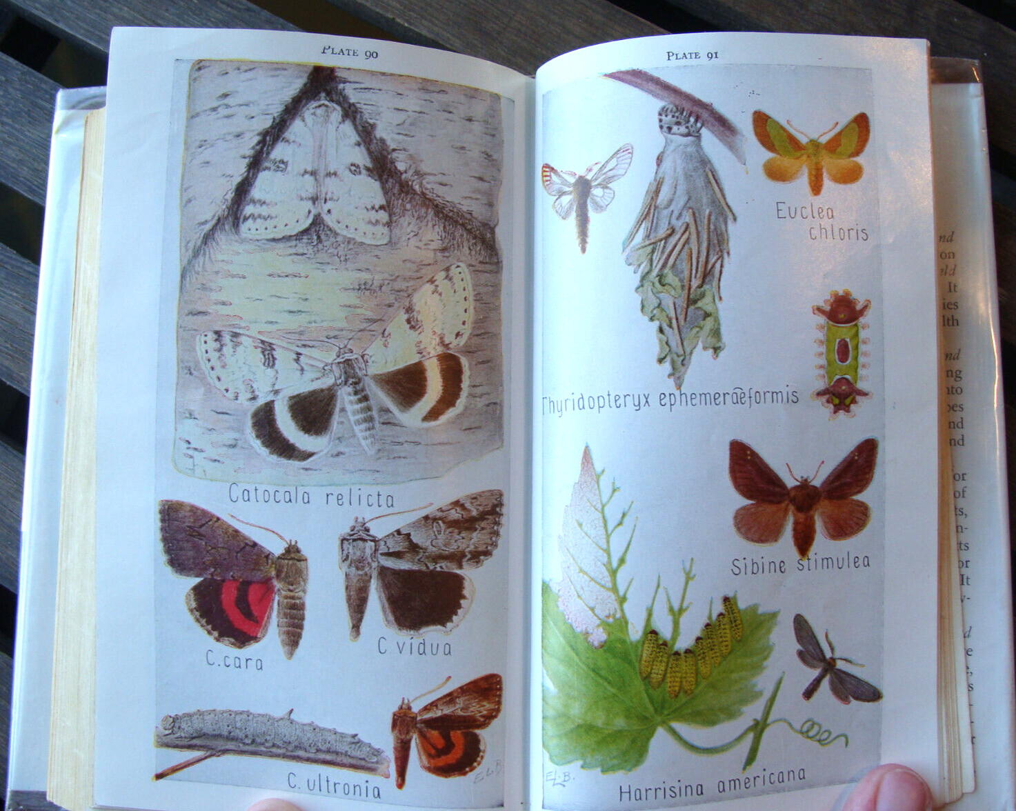 Field Book Of Insects ~1948 HC~ Lutz Entomology Bug Bee Moth Larva Butterfly 🦋