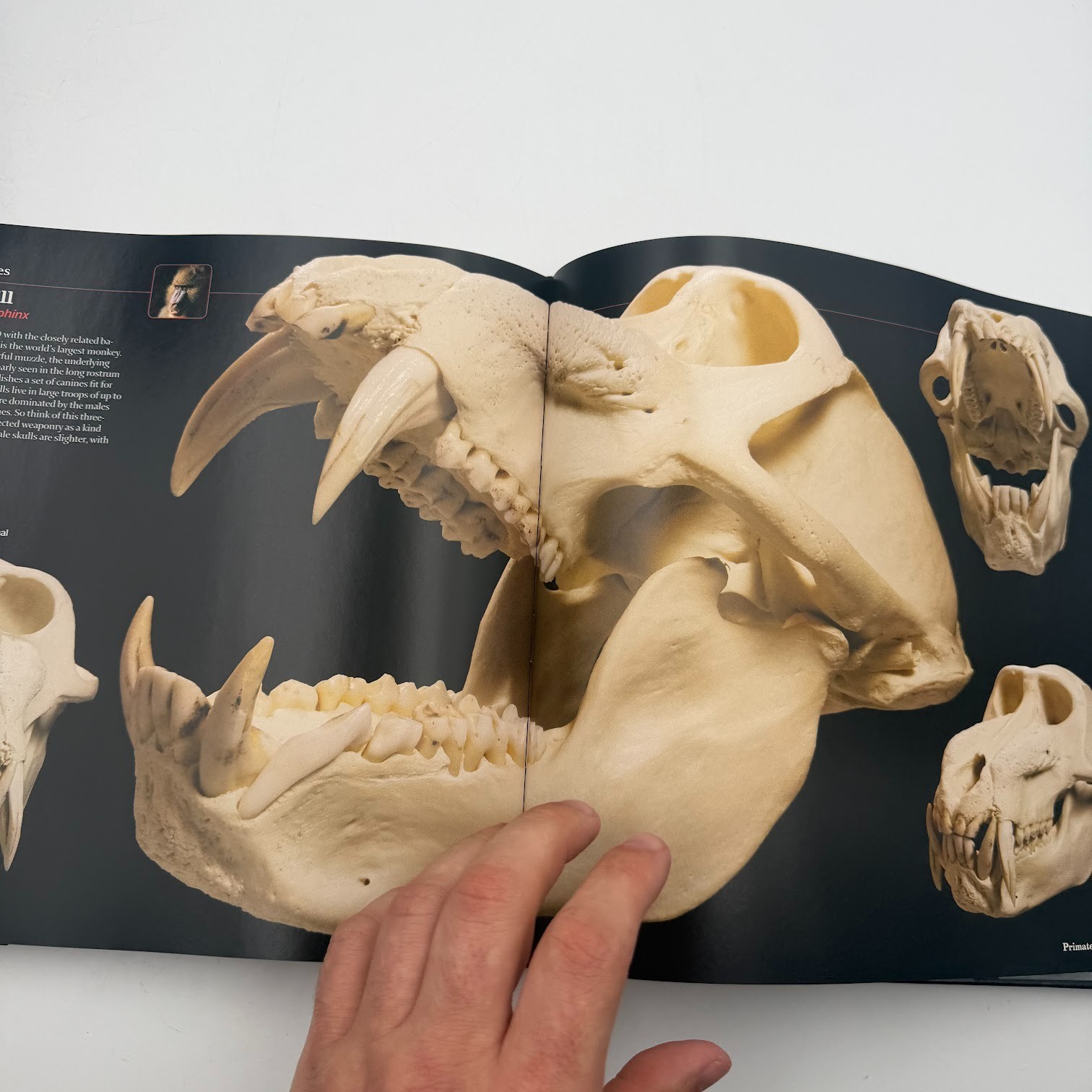 Skulls : An Exploration of Alan Dudley’s Curious Collection by Simon Winchester