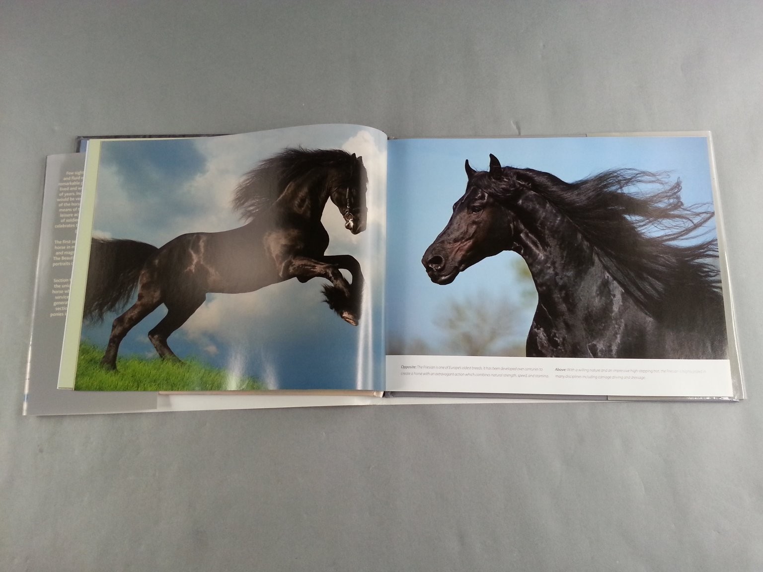 Horses Photo Book Parragon 2010 Illustrated Majestic Animals Equestrian