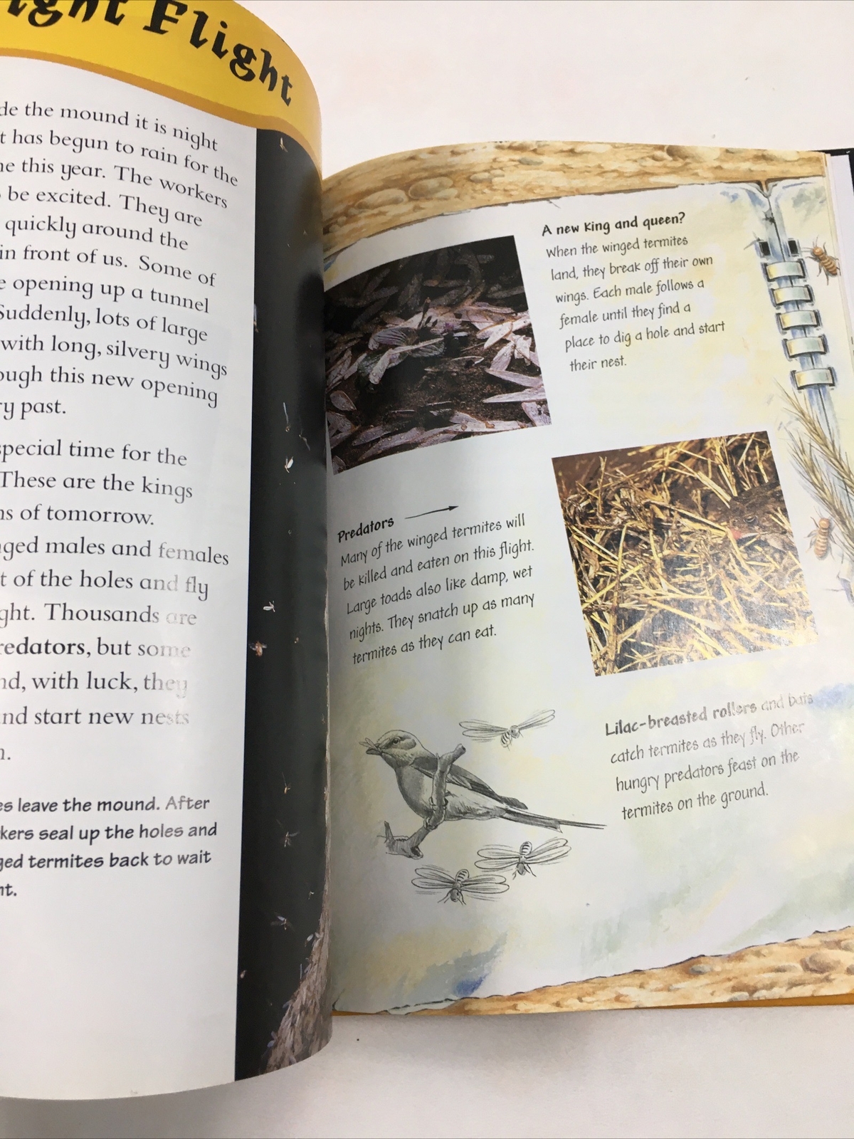 Through a Termite City – Carole Telford (Hardcover, 1998) Amazing Journeys Ser.