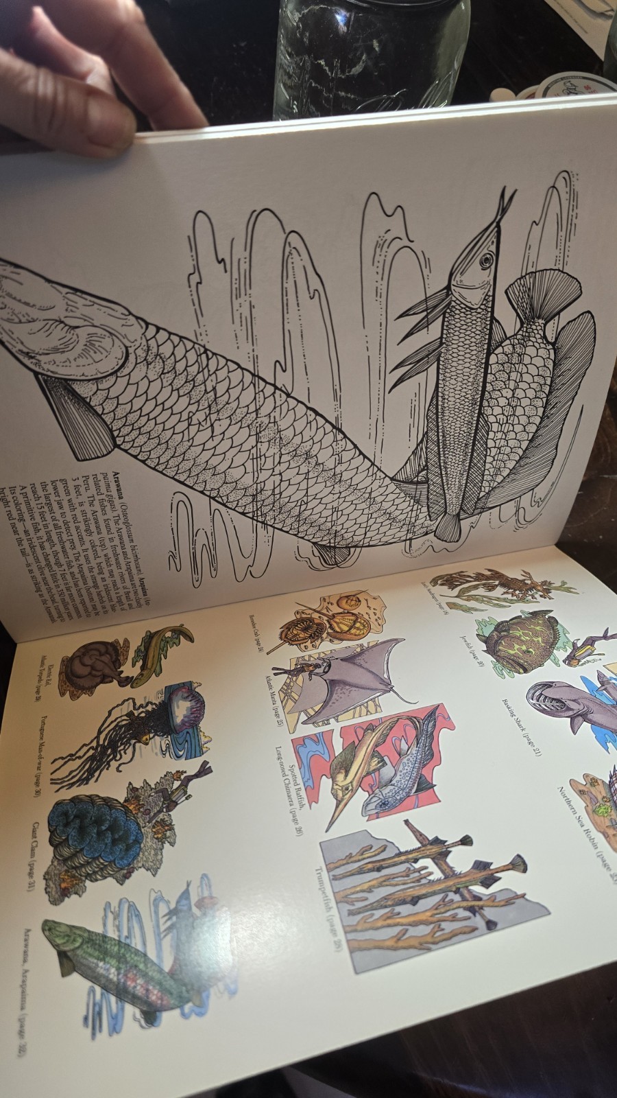 STRANGE CREATURES OF THE SEA COLORING BOOK By Llyn Hunter Doyer Coloring Book