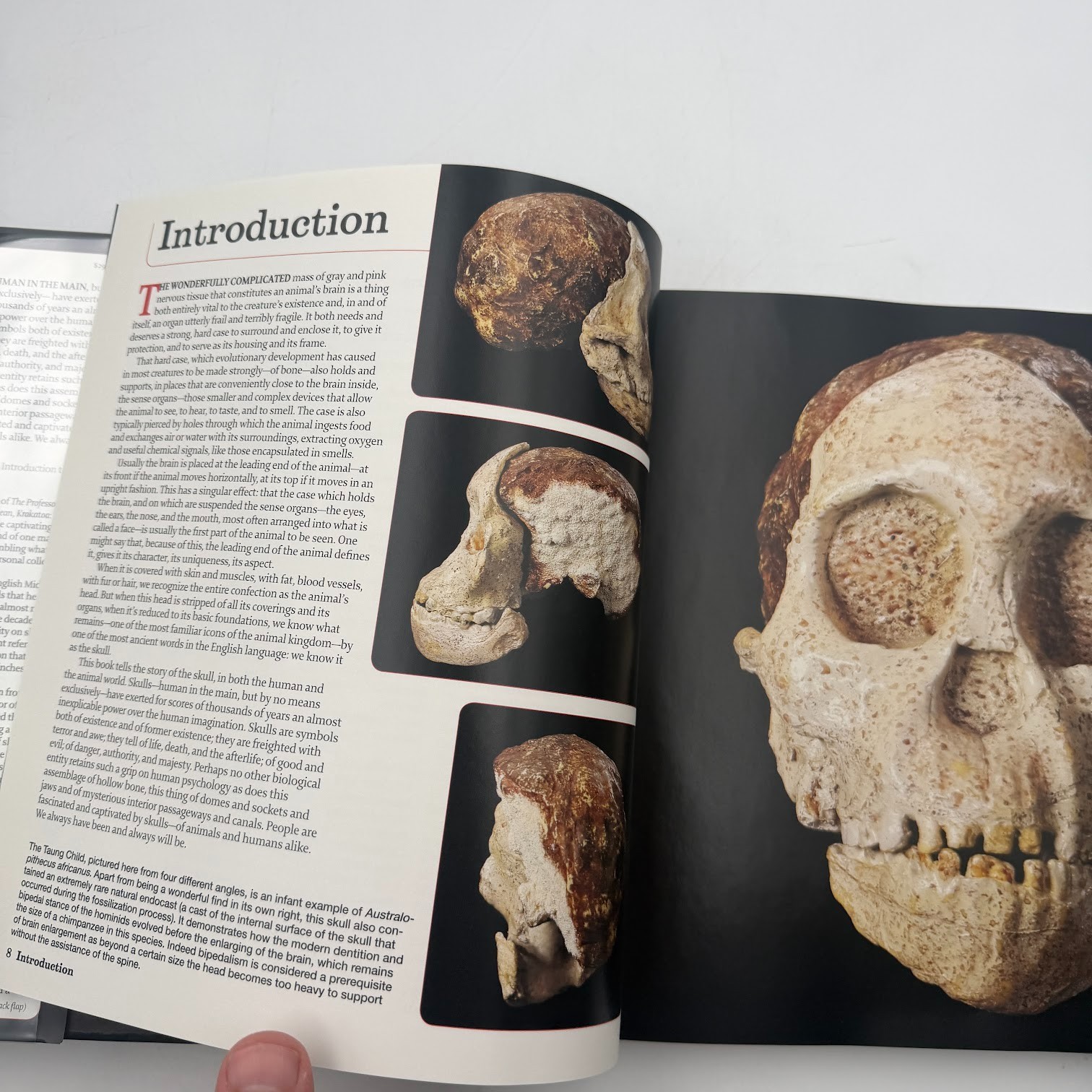 Skulls : An Exploration of Alan Dudley’s Curious Collection by Simon Winchester