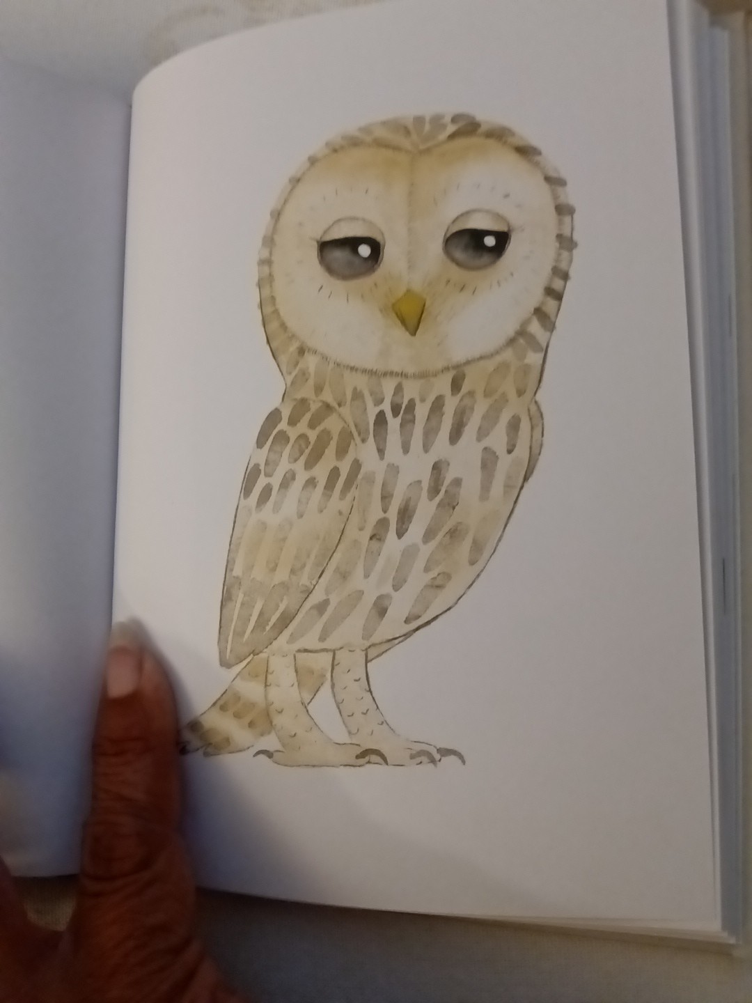 OWLS Our Most Charming Bird by Matt Sewell First Edition HC