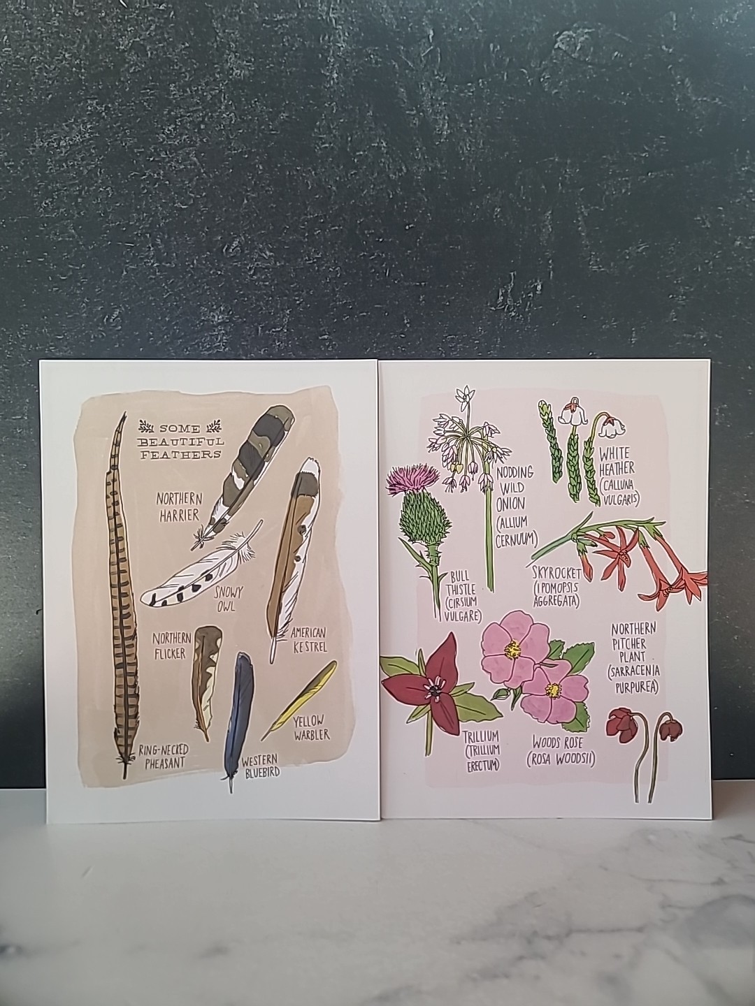 Julia Rothman Collection : Farm Anatomy, Nature Anatomy, and Food Anatomy by…