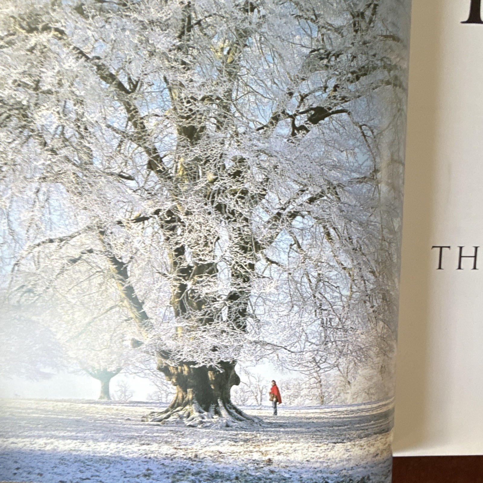Meetings with Remarkable Trees, Thomas Pakenham PB Illustrated Random House