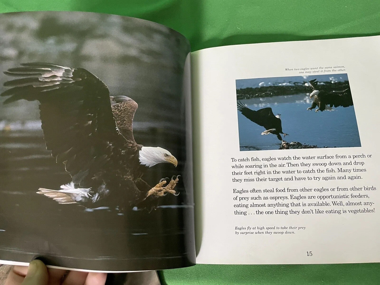 Wildlife for Kids Ser.: Eagles for Kids by Charlene Gieck (1991, Trade…