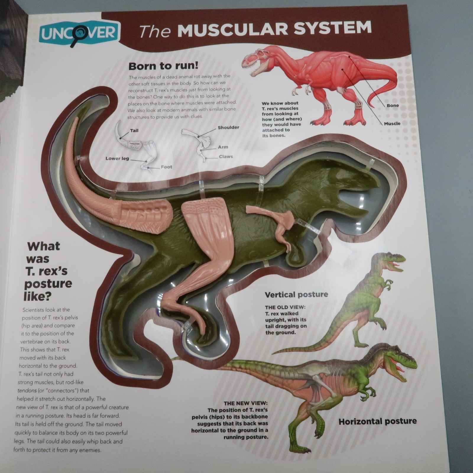 Uncover a T-Rex: An Uncover It Book Board Book By Schatz Dennis 3D