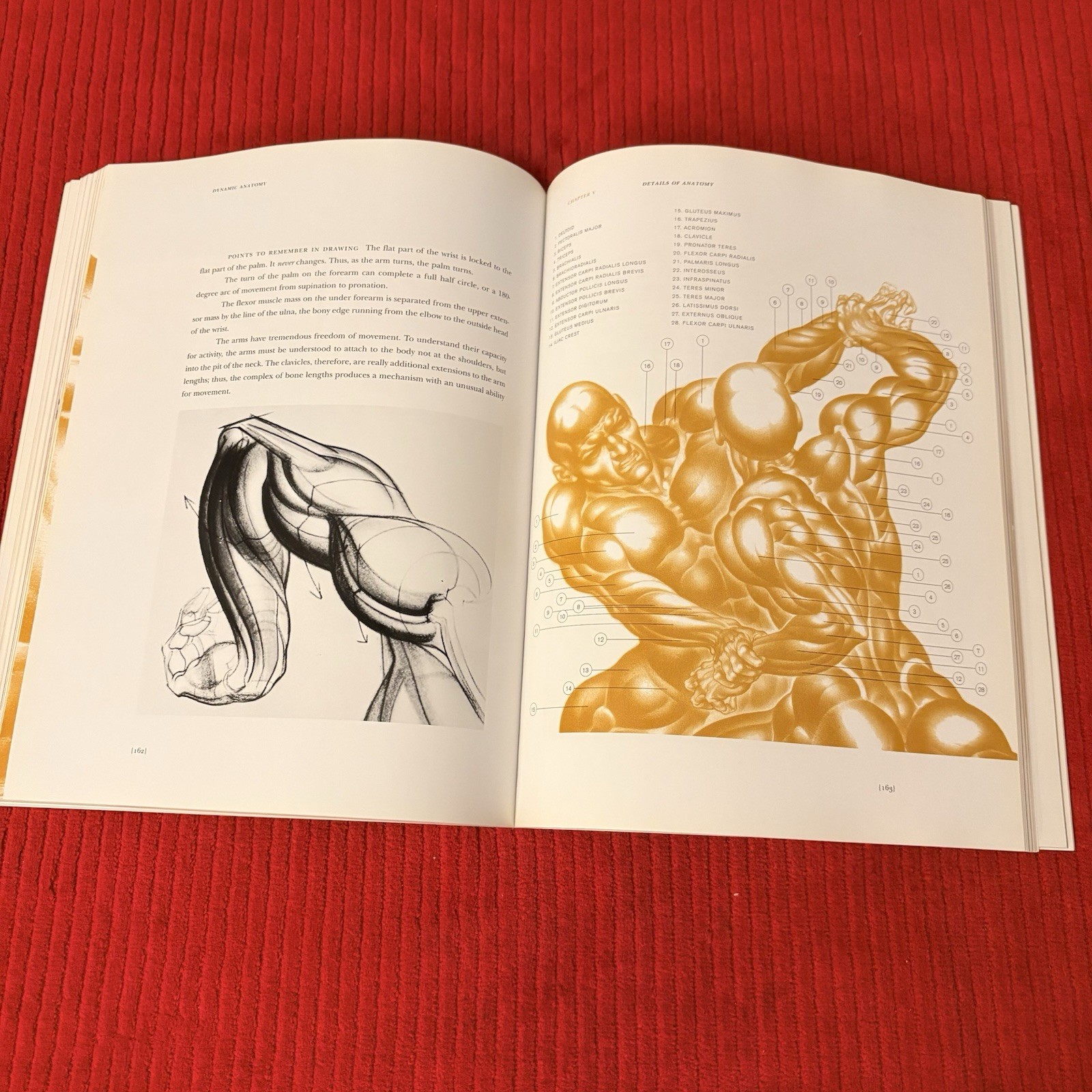 DYNAMIC ANATOMY: REVISED AND EXPANDED by Burne Hogarth—LIKE NEW