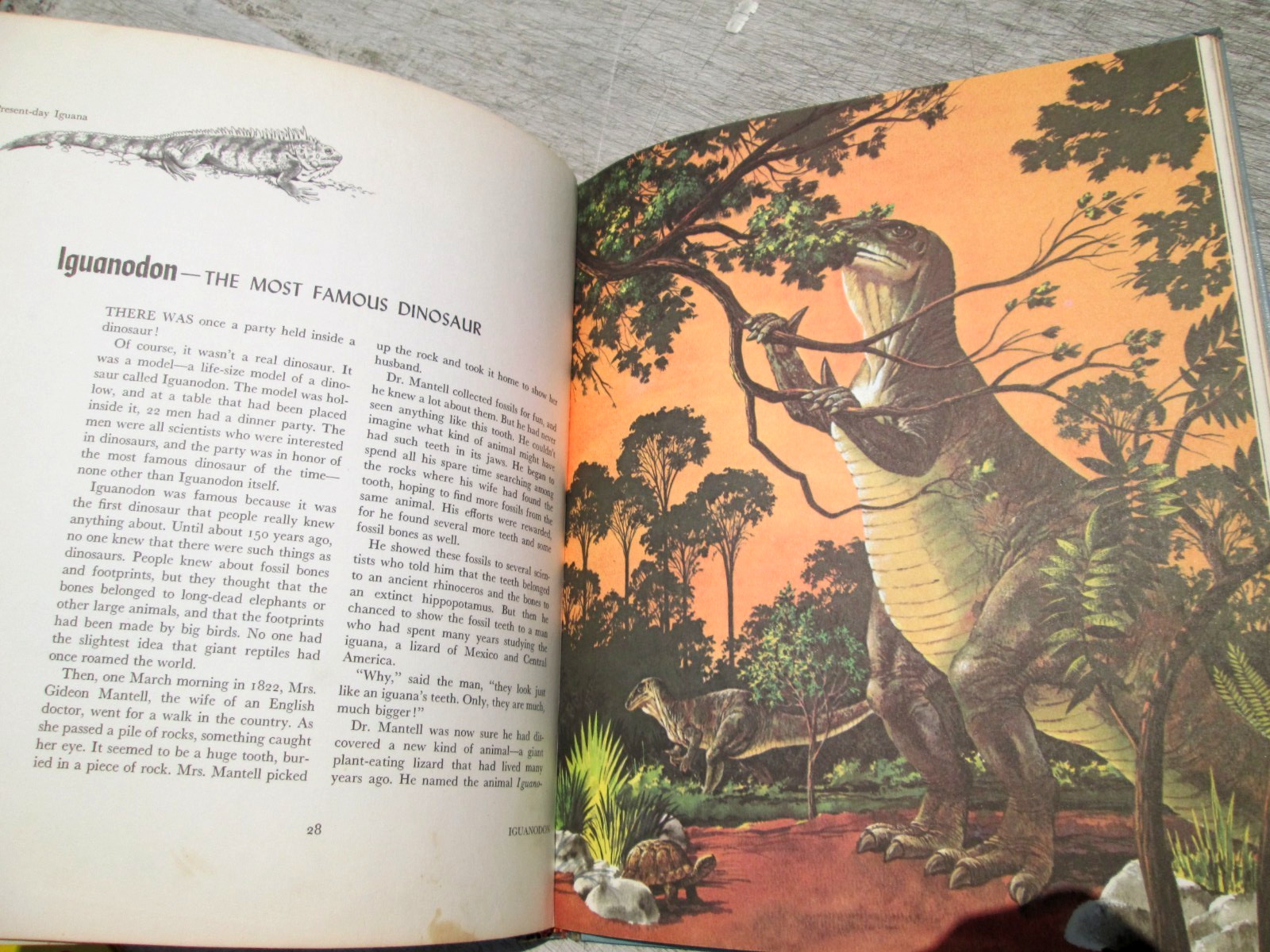 Album of Dinosaurs by Tom McGowen Rand McNally 1st Edition 4th Print. 1975 HC