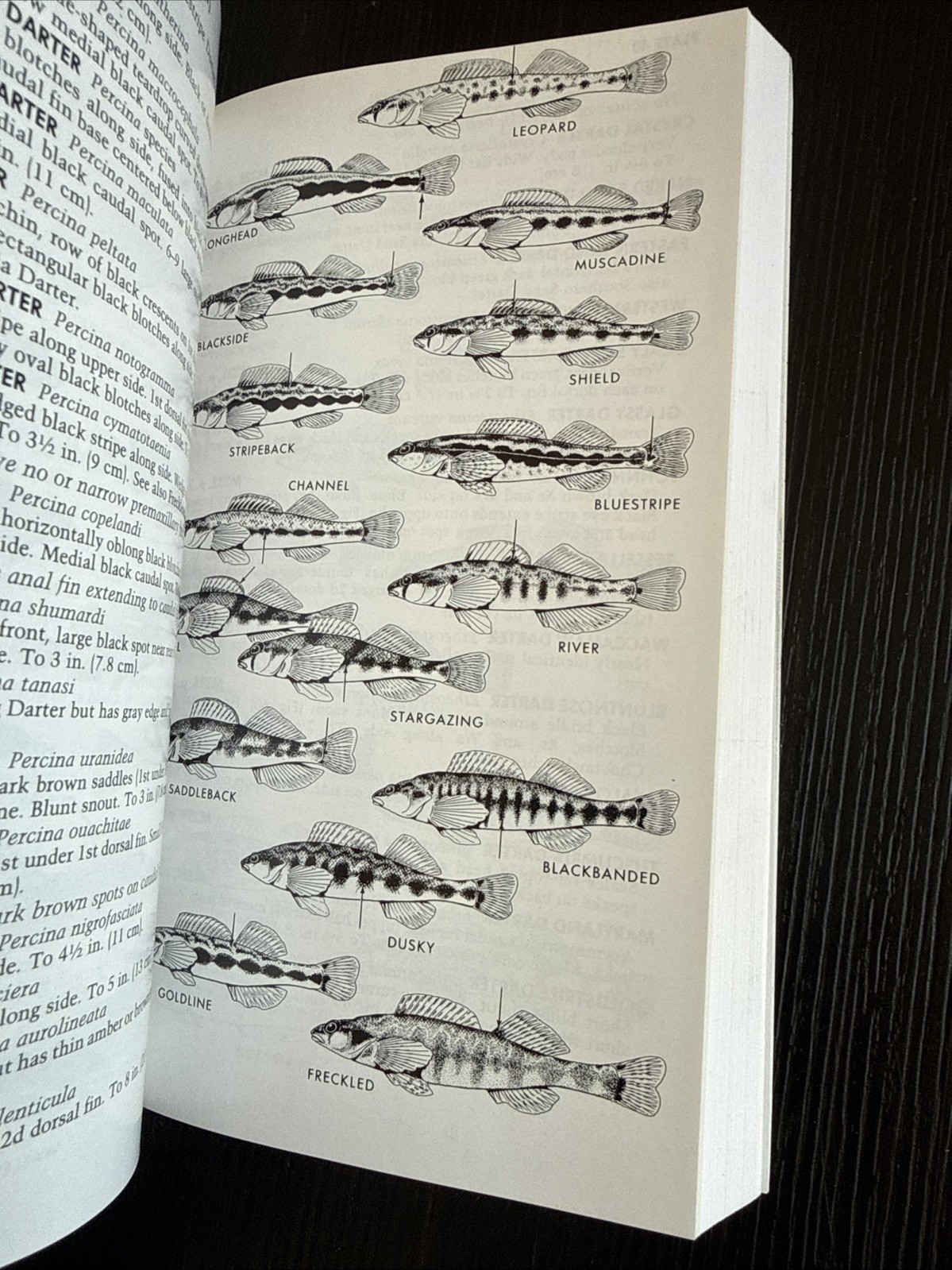 Paterson Field Guides – Fresh Water Fishes- Lawrence M.