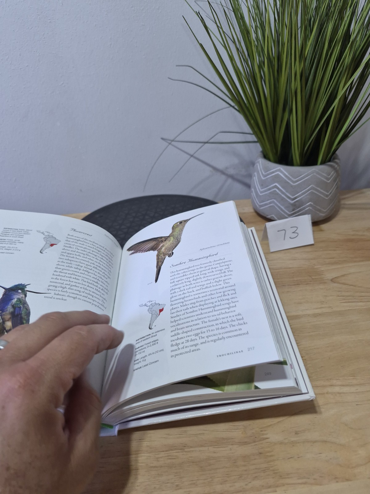Hummingbirds: A Life-size Guide to Every Species, Fogden, Michael, Taylor, Maria