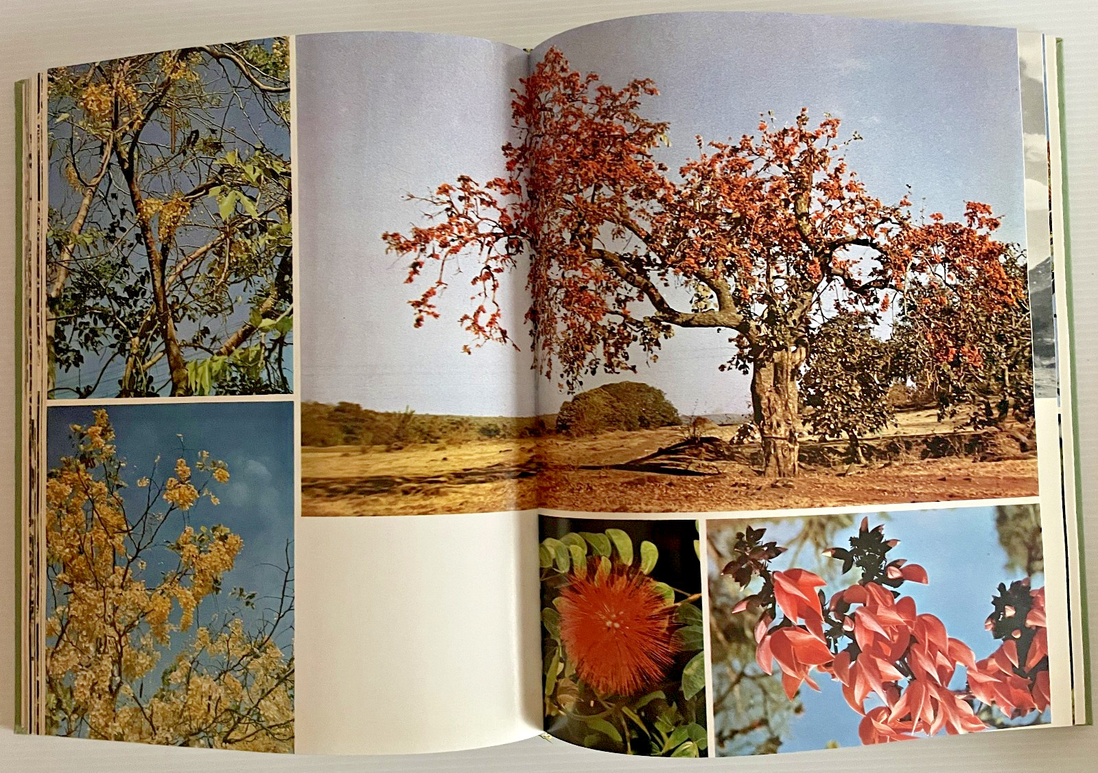 Living Trees of the World by T.H. Everett 315 Pages Doubleday 1973