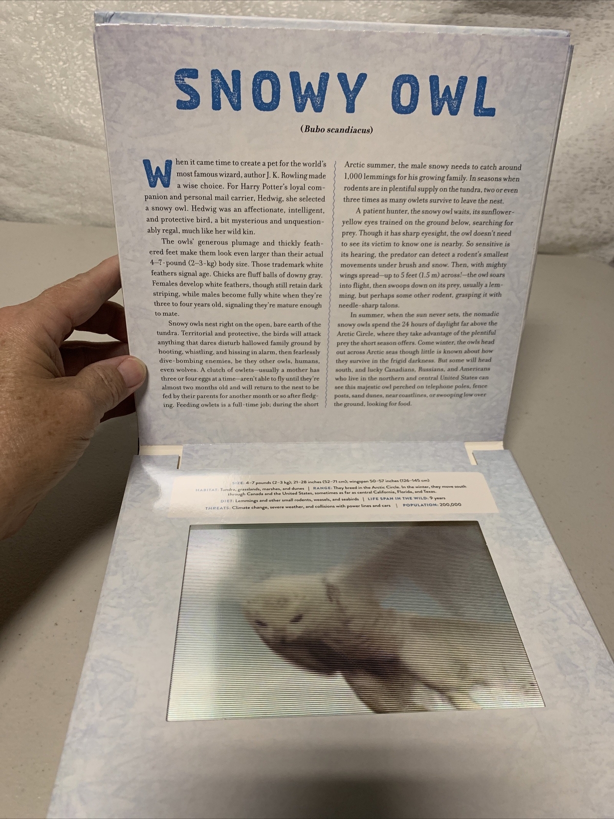 Polar A Photicular Book by Dan Kainen Carol Kaufmann Free Shipping