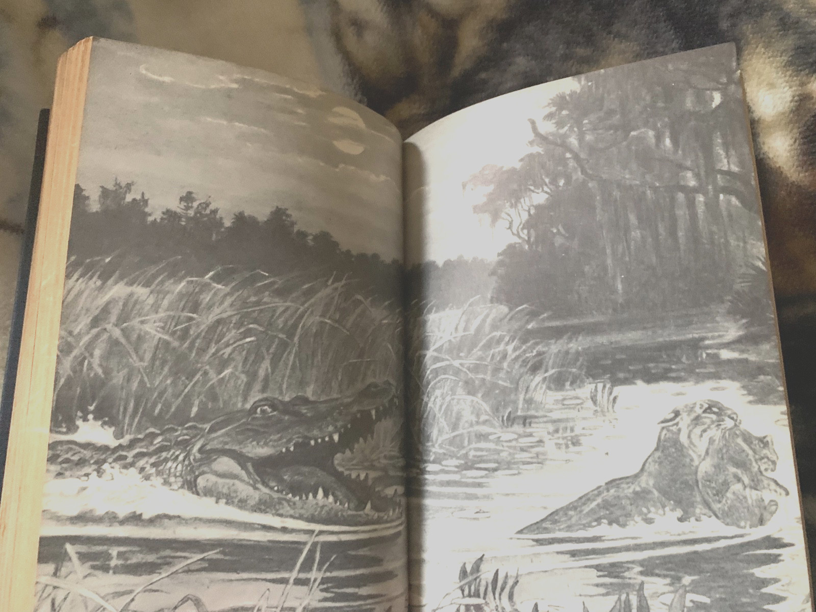 Wahoo Bobcat by Joseph W. Lippincott (Hardcover) – Vintage 1st Edition 1950