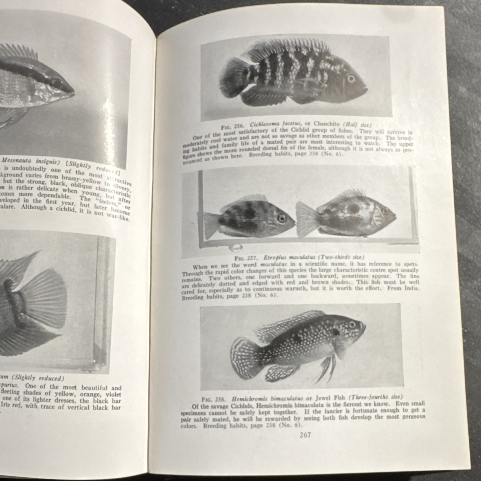 William T. Innes – Goldfish Varieties & Tropical Aquarium Fishes – 1931