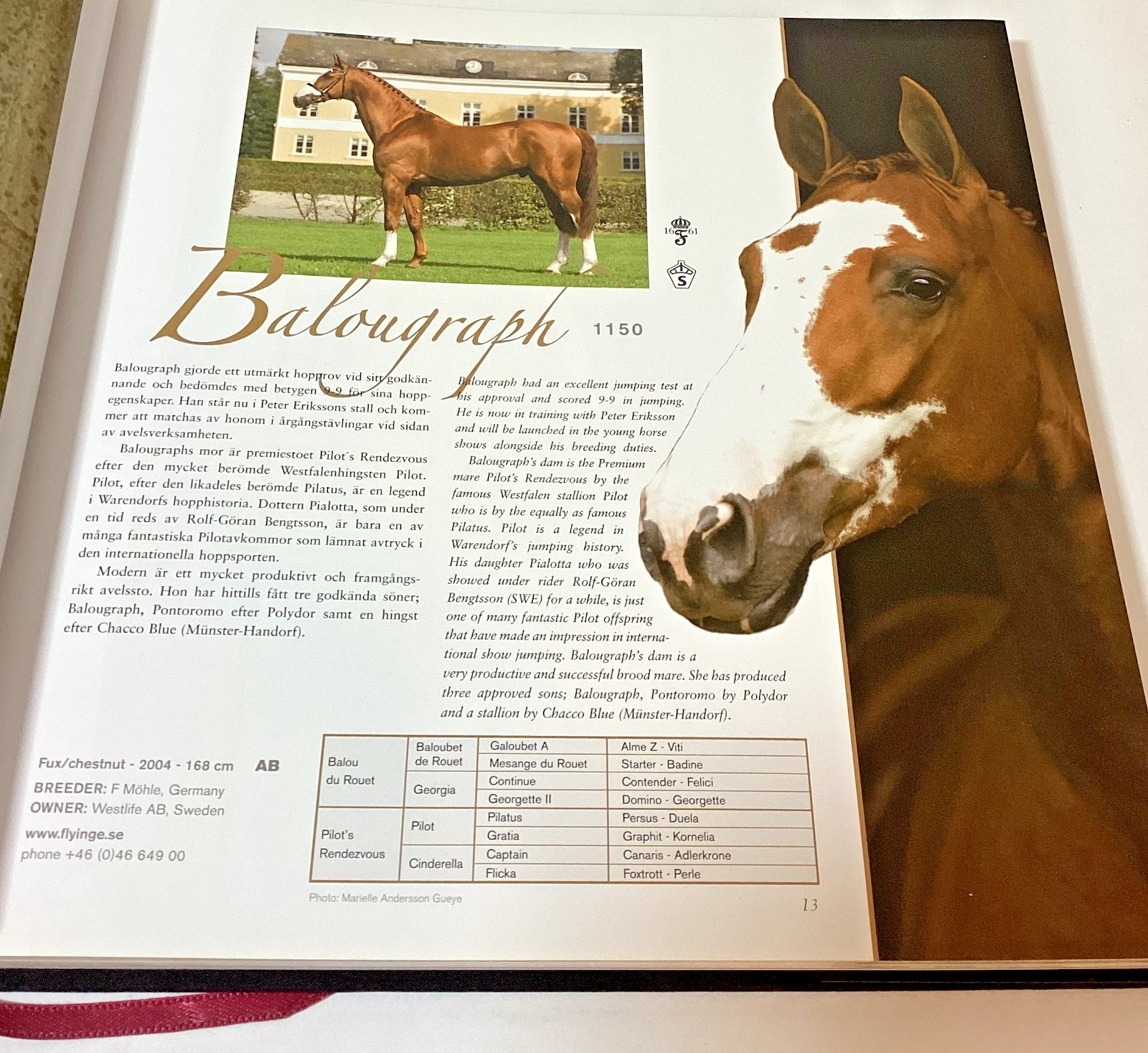 Swedish Horse Book Hingstboken: Hingstar i Svensk Varmblodsavel 2009 Hardcover