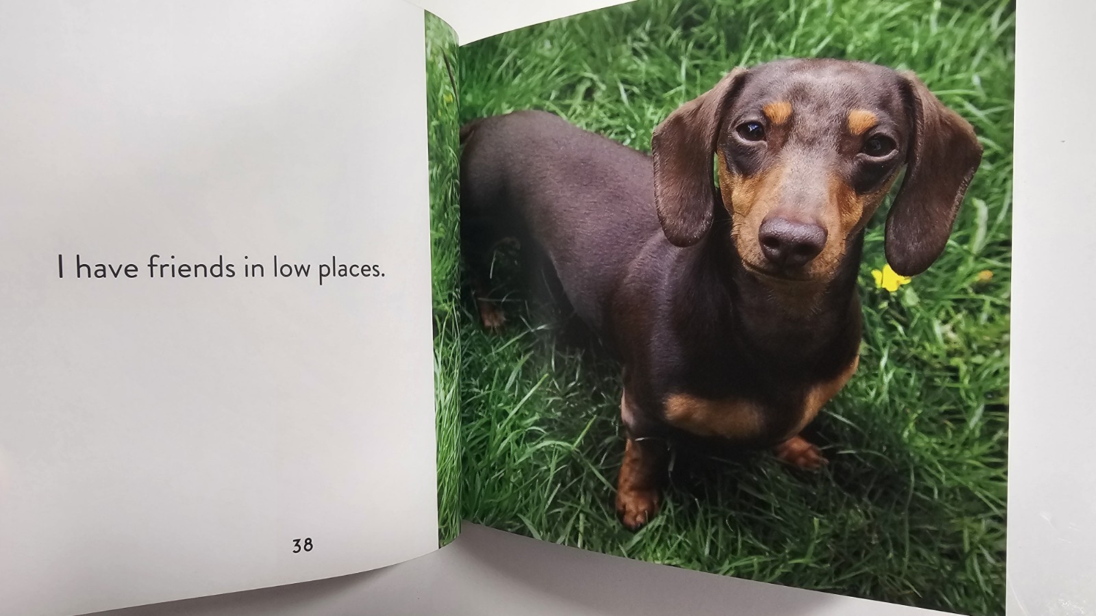 Animal Puns: Quack Me Up by Publications International Ltd, Hardcover, New