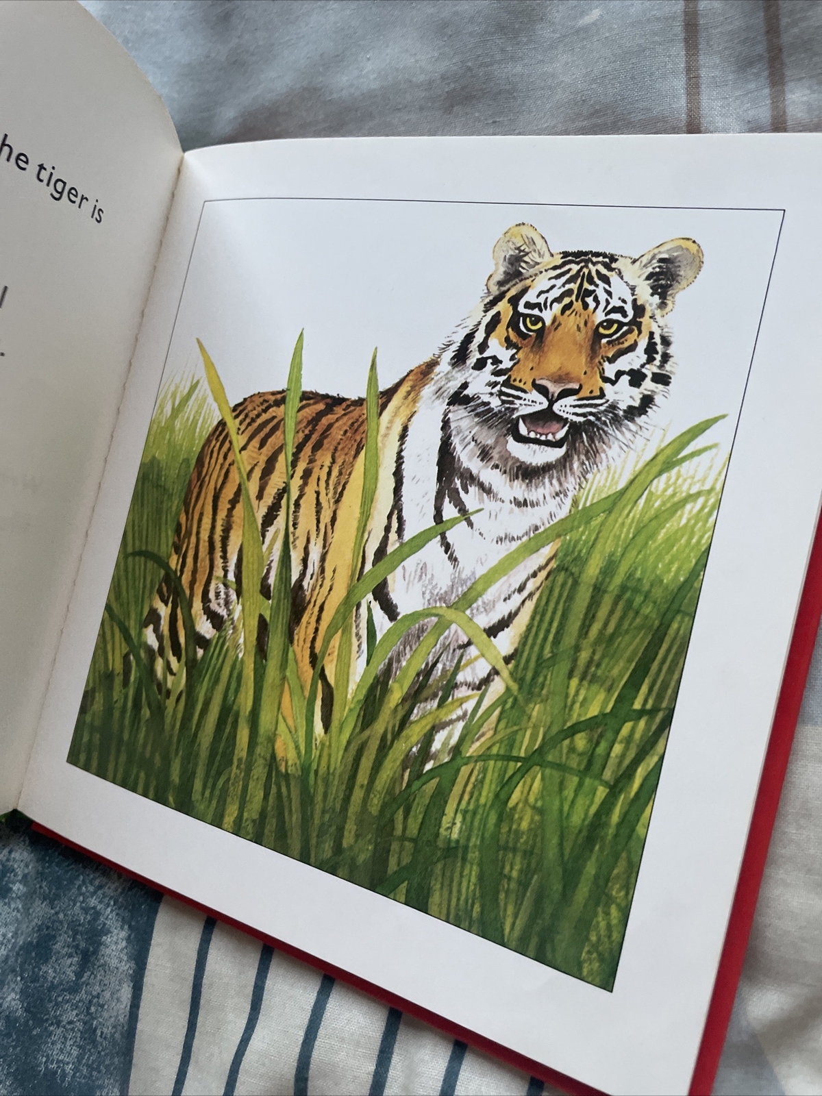 LONGMAN. HELLO TIGER. 17 BY 17CM 0582390761