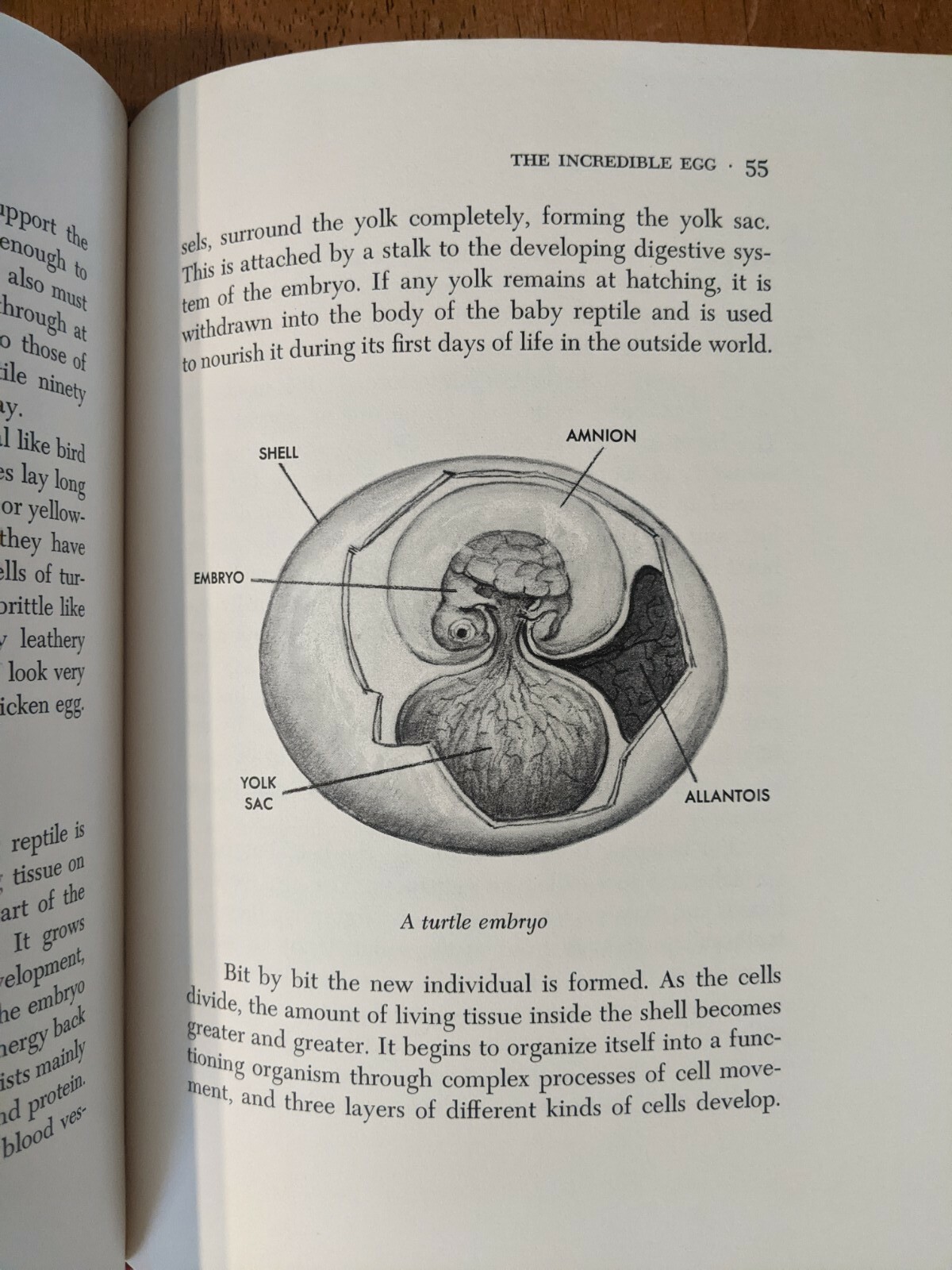 Reptiles and How They Reproduce HCDJ Dorothy Hinshaw Patent First Edition 1977