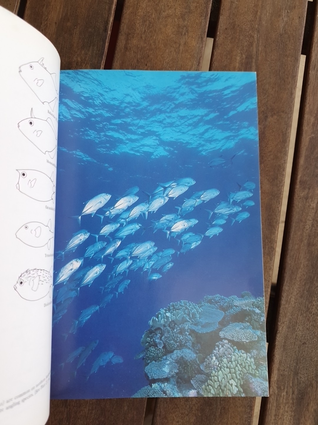 Marine Fishes of North-Western Australia Gerald R Allen 1988 Superior Plates