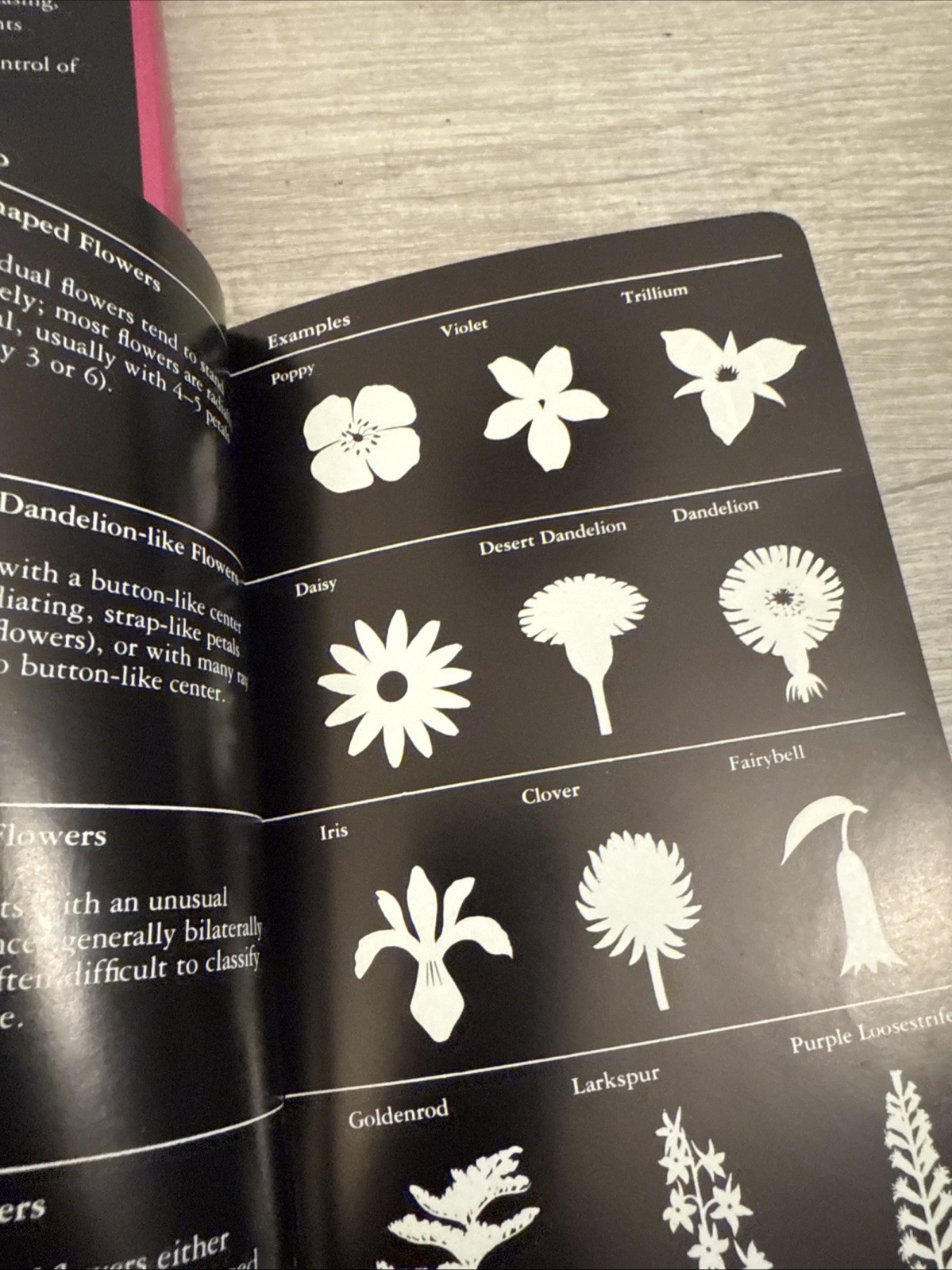 Taylor’s Guide to Orchids : More Than 300 Orchids, Photographed and…