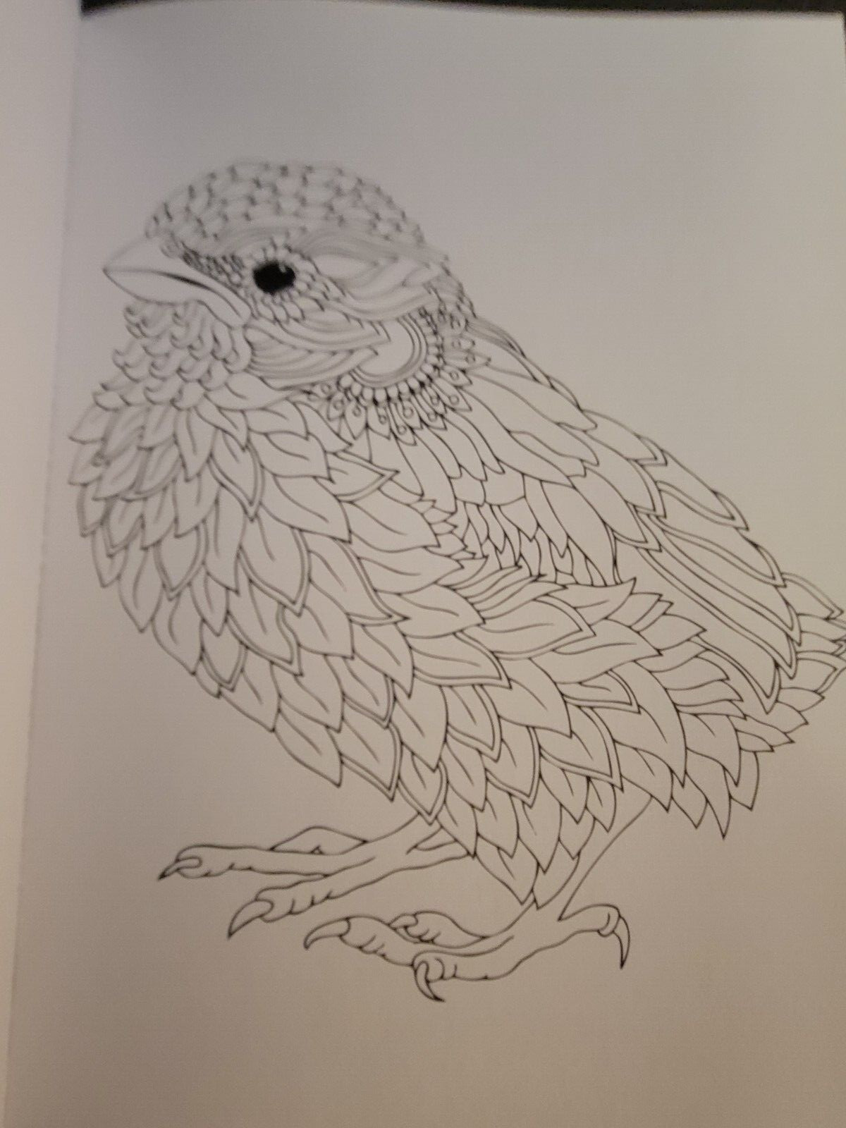 MAJESTIC CREATURES Vol 12 Adult Coloring Book With 47 Prints Ready To Frame