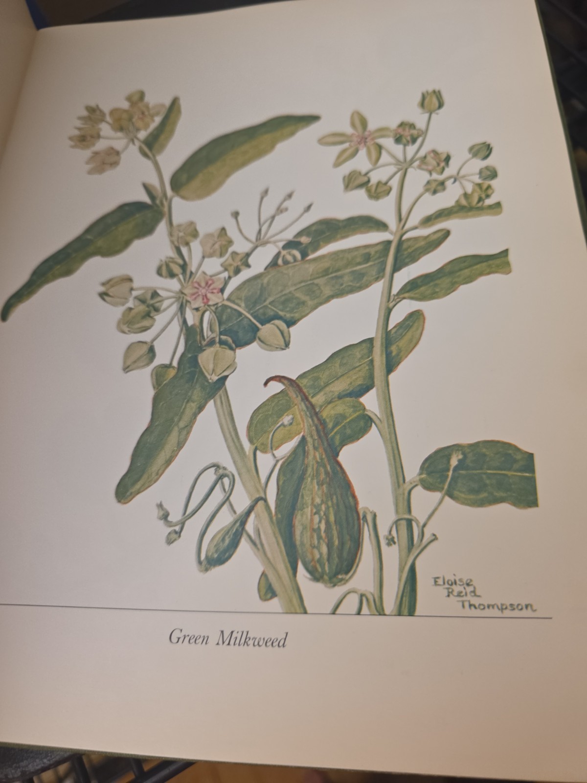 Wildflower Portraits Eloise Reid Thompson Univ of Oklahoma 1964 HB VG Book Plant
