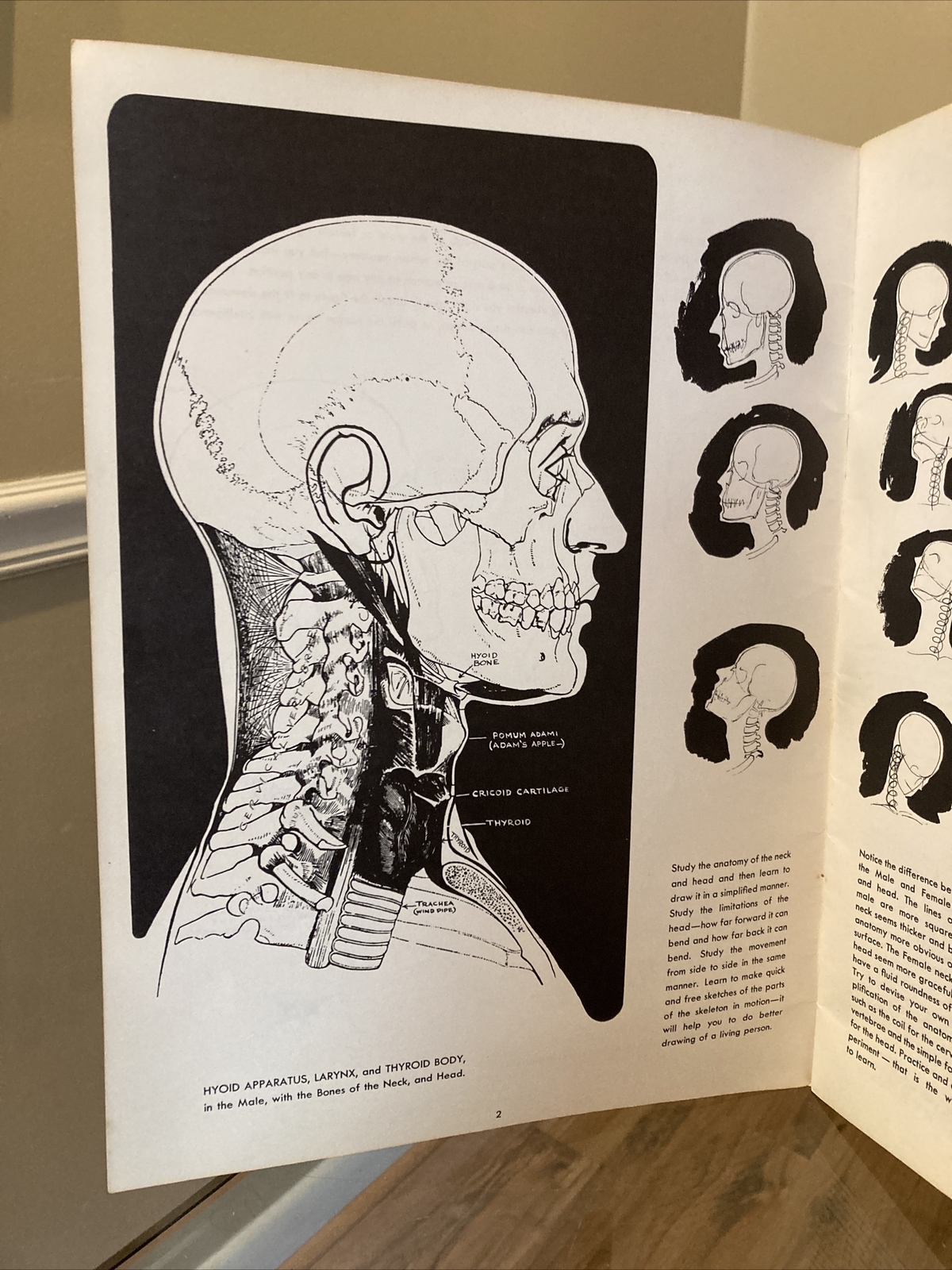 ANATOMY by Walter T Foster VINTAGE Paperback Drawing Book, Large Size QUICK SHIP