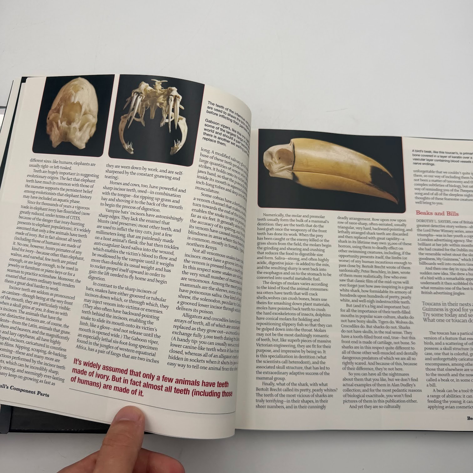 Skulls : An Exploration of Alan Dudley’s Curious Collection by Simon Winchester