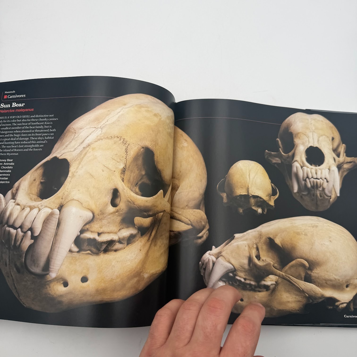 Skulls : An Exploration of Alan Dudley’s Curious Collection by Simon Winchester