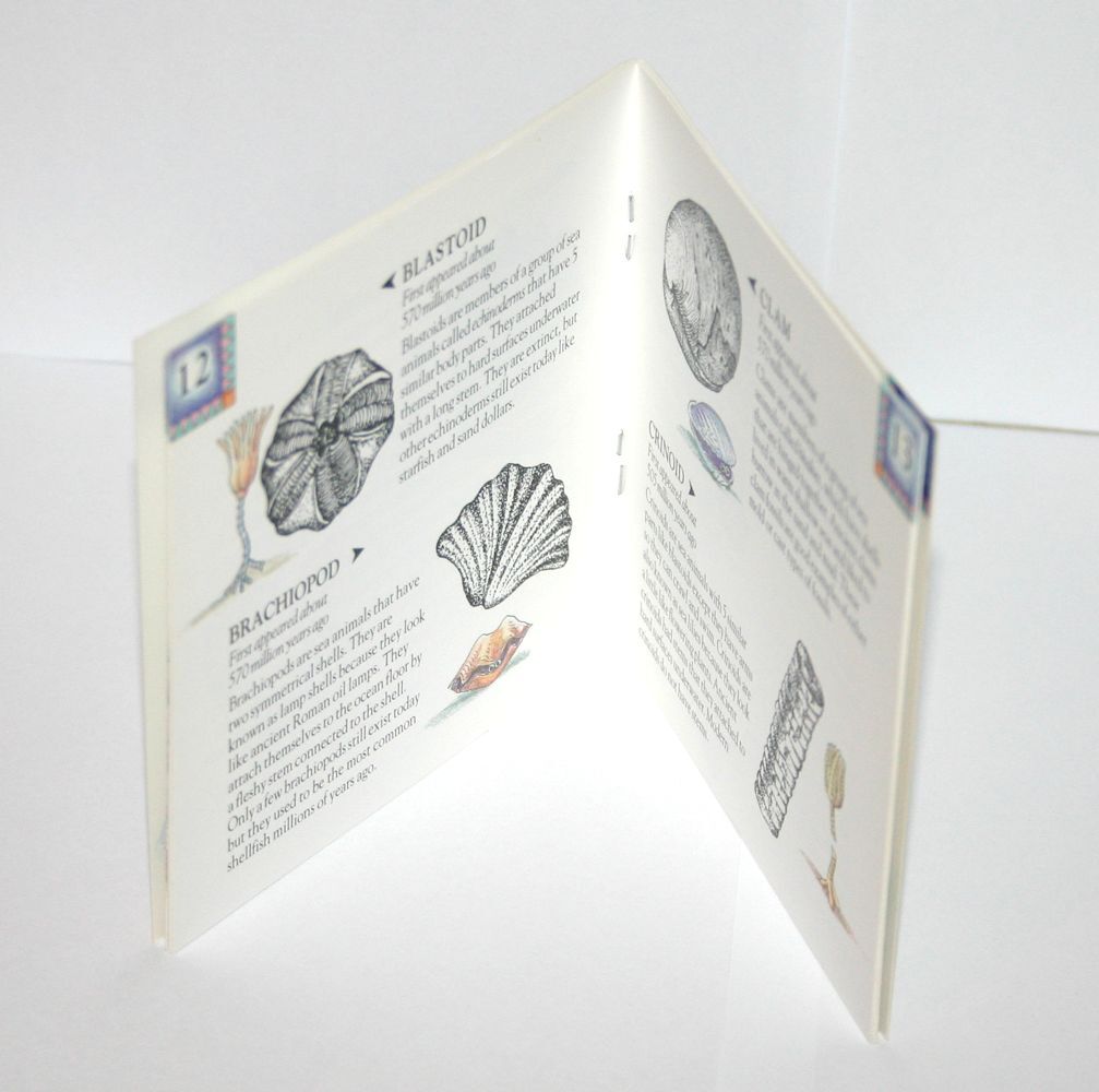 Dig into Fossils Kids Science Booklet Guide Dinosaurs Paleontology GeoCentral