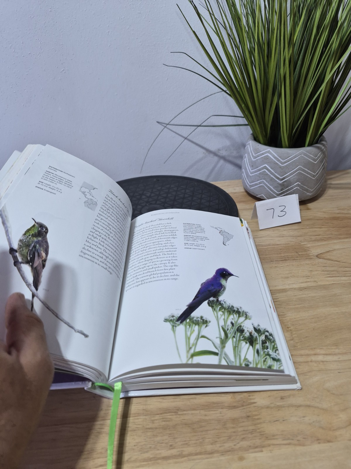 Hummingbirds: A Life-size Guide to Every Species, Fogden, Michael, Taylor, Maria