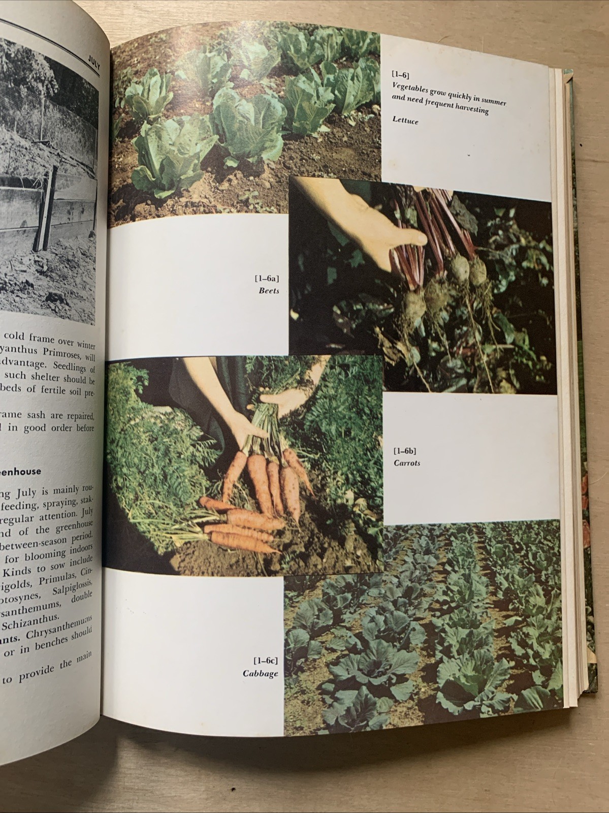 1967 Vintage Illustrated Encyclopedia Of Gardening Edited By:T .H. Everett Vol 1