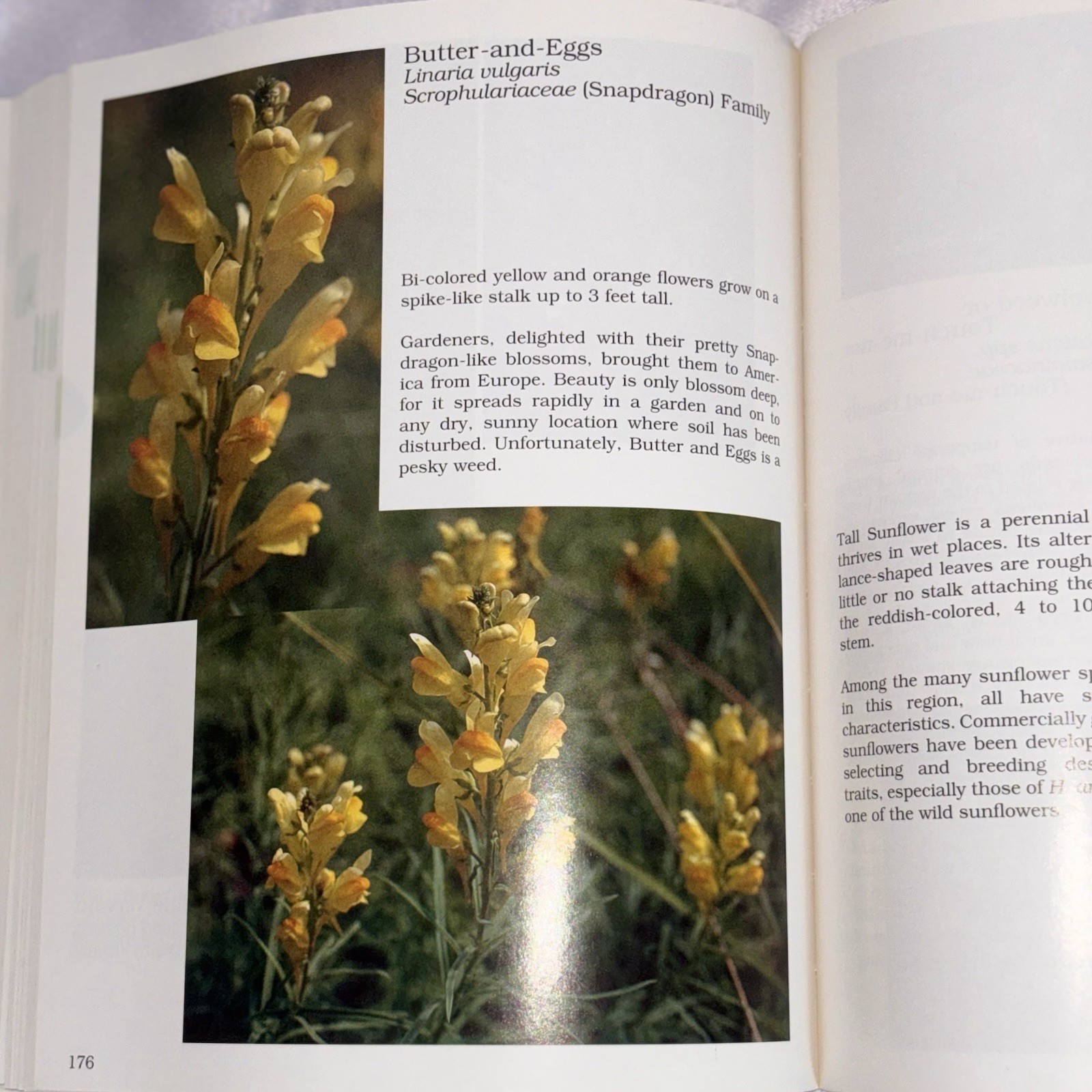 What’s Doin’ the Bloom? Revised Illustrated Wildflowers Guide PB 2002