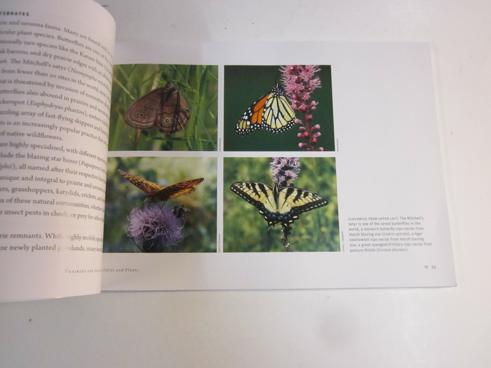 Prairies and Savannas in Michigan : Rediscovering Our Natural Heritage 2009
