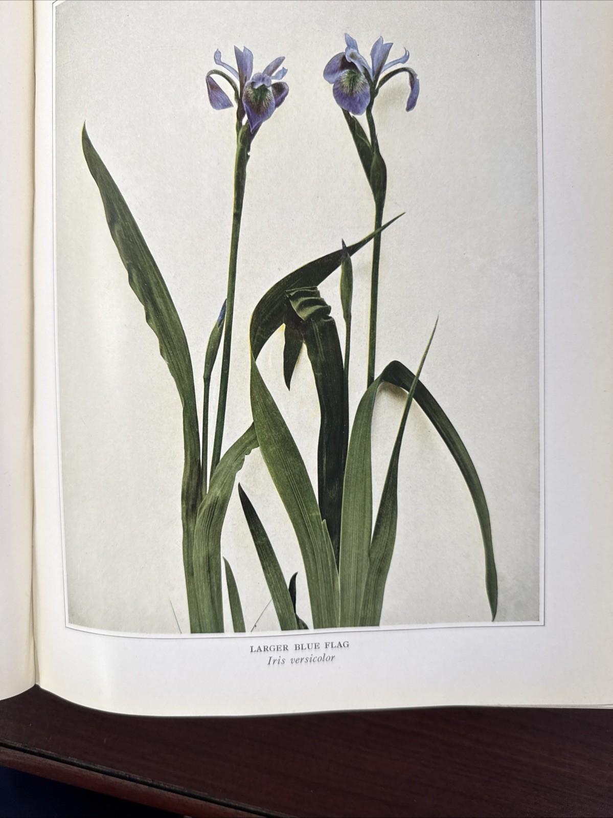 Wildflowers Of New York Part One 1918 Original Edition