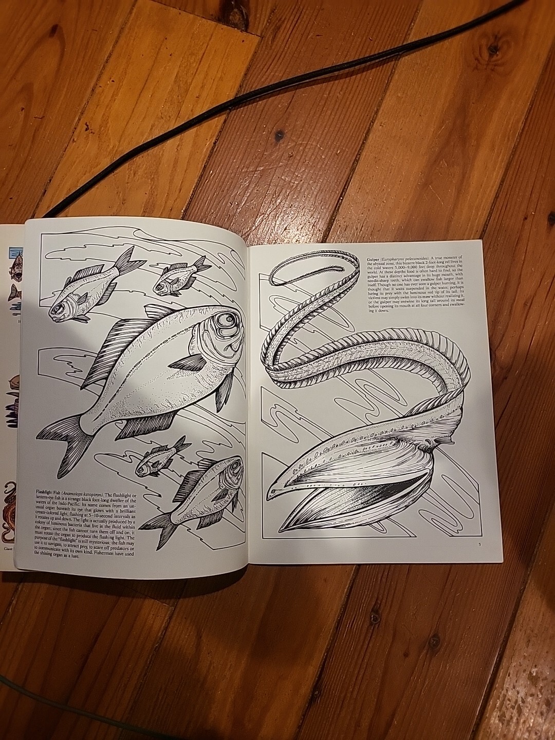 Strange Creatures of the Sea Coloring Book by Llyn Hunter (1991, Trade…