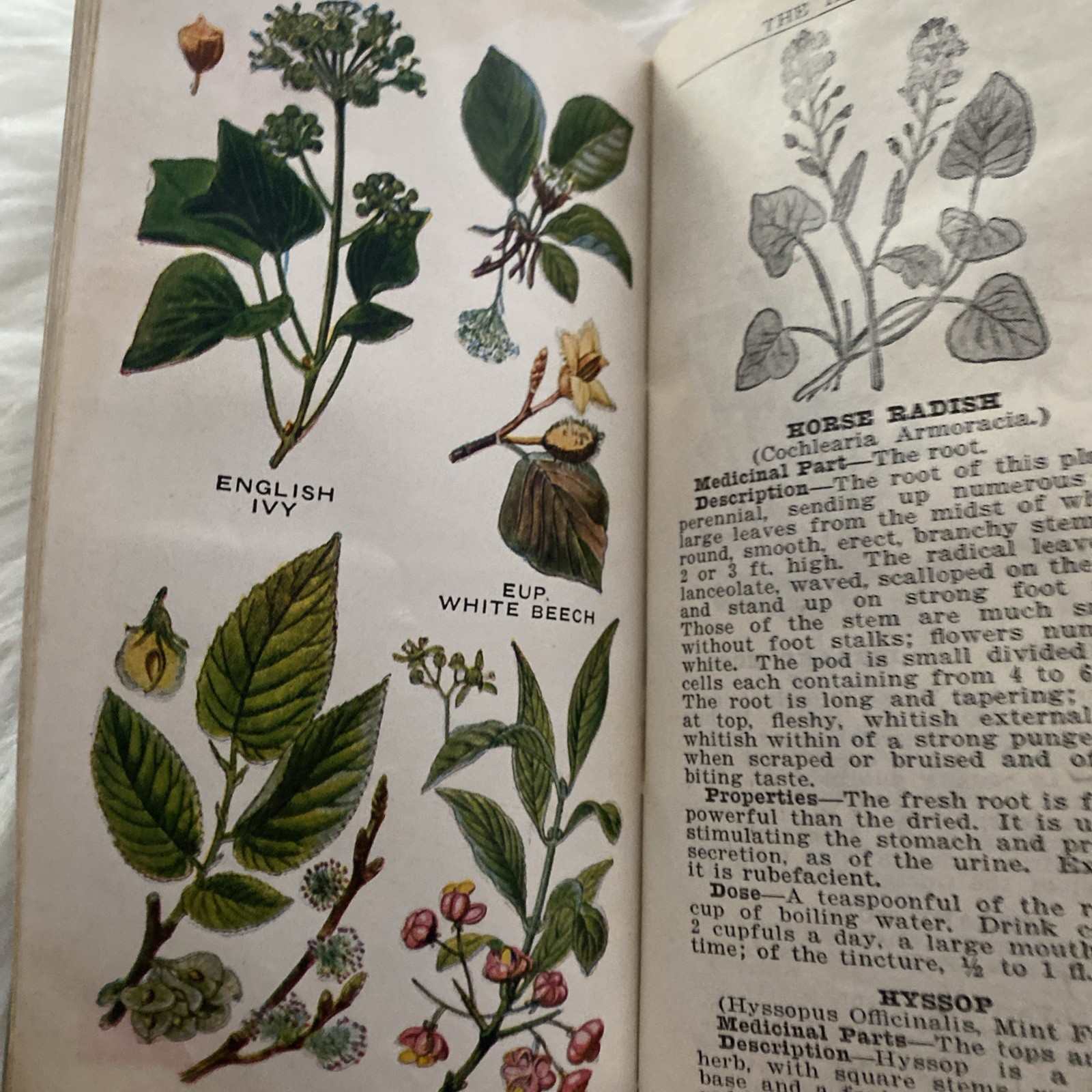 The Herbalist 1934 Joseph E. Meyer Green Hardcover Color Plates Illustrated