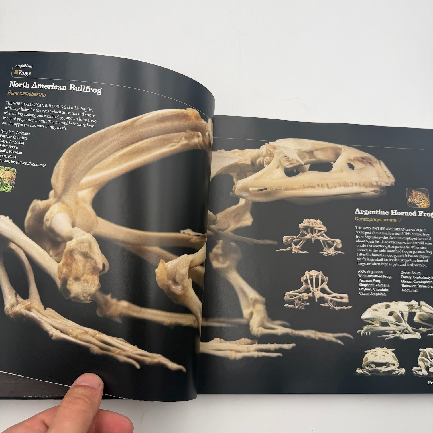 Skulls : An Exploration of Alan Dudley’s Curious Collection by Simon Winchester