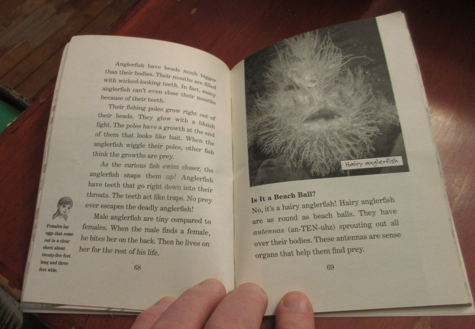 Mary Pope Osborne & Natalie Pope Boyce “Sea Monsters”, – paperback